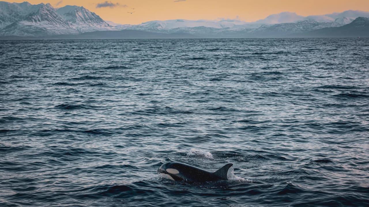 An orca emerging from the waters of the Tromsø fjords, with majestic mountains in the background.