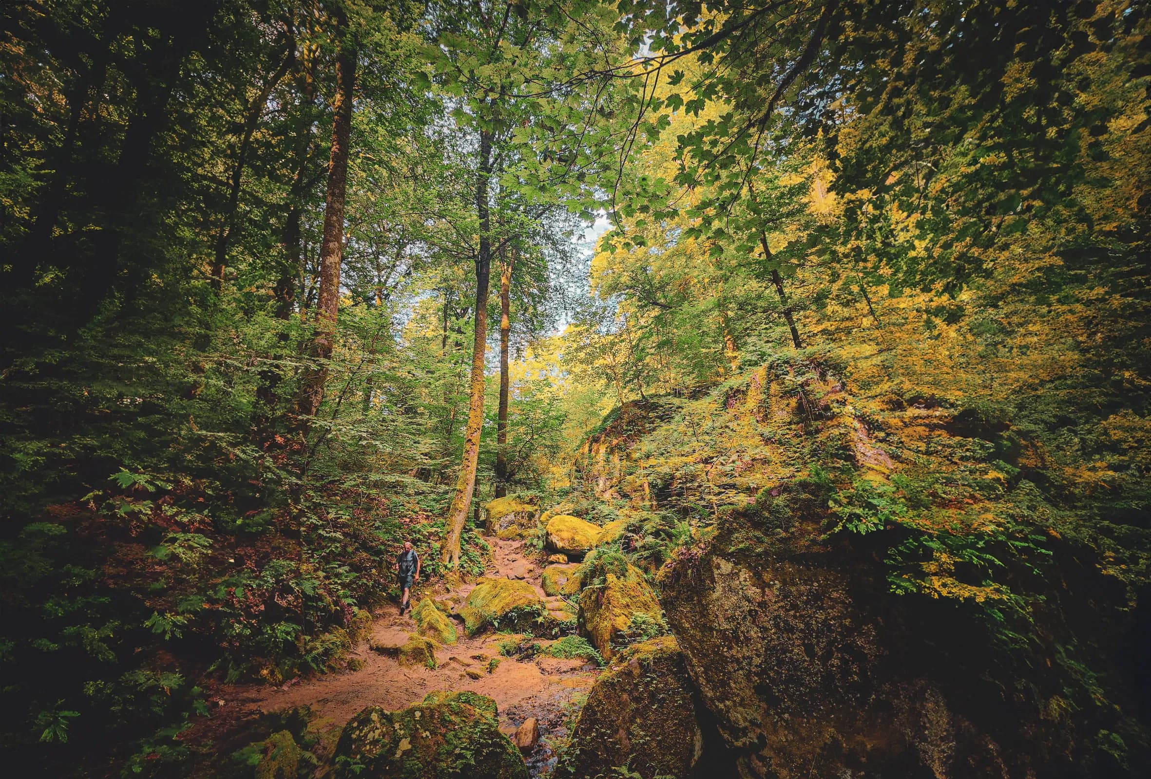 A winding path cuts through a dense forest, where majestic trees with varied foliage create a verdant canopy. Moss-covered boulders dot the ground, adding a touch of