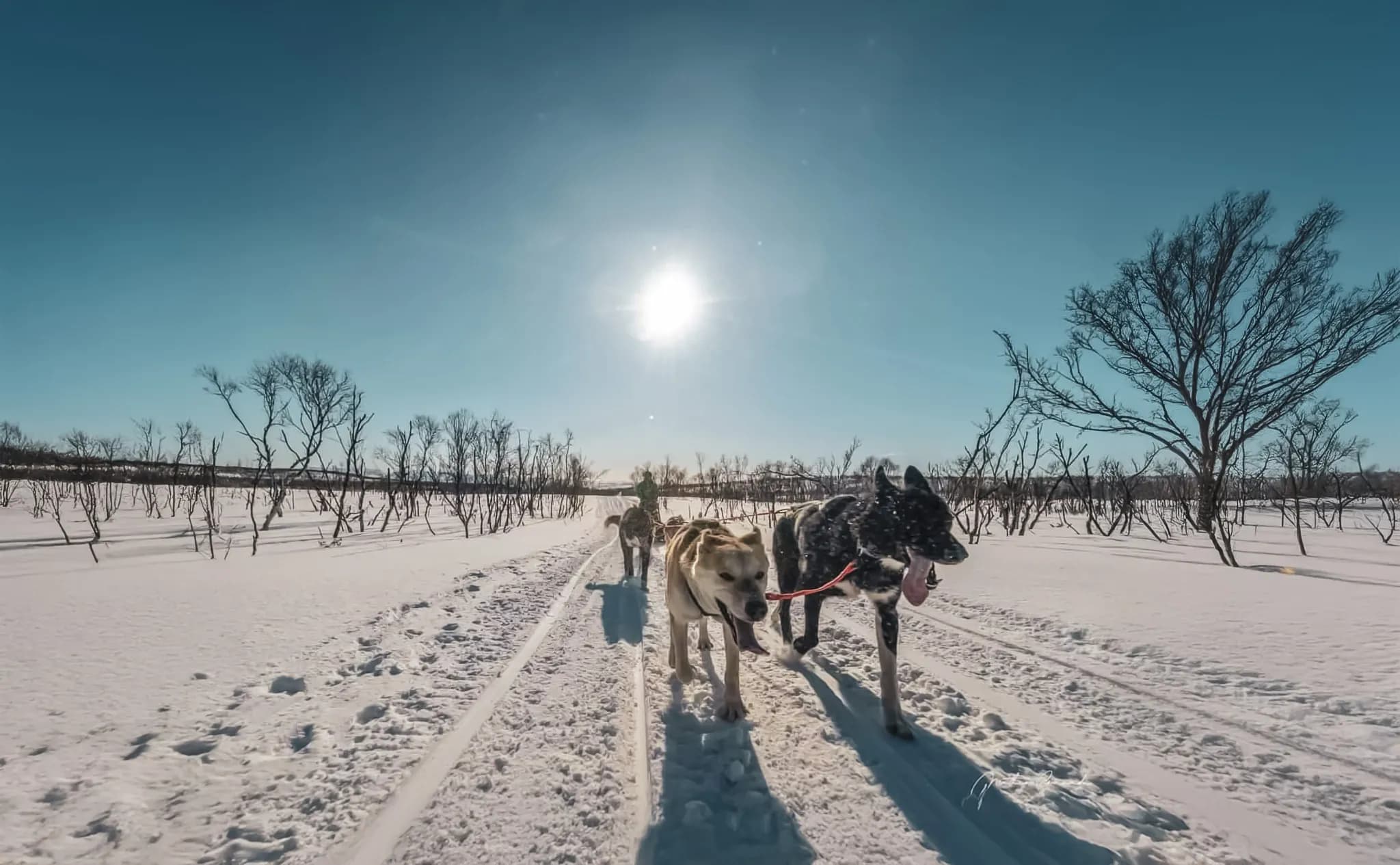 A snowy path stretches across a wintry landscape, surrounded by silhouettes of bare trees. In the foreground, sled dogs happily move forward, pulling a sledge,