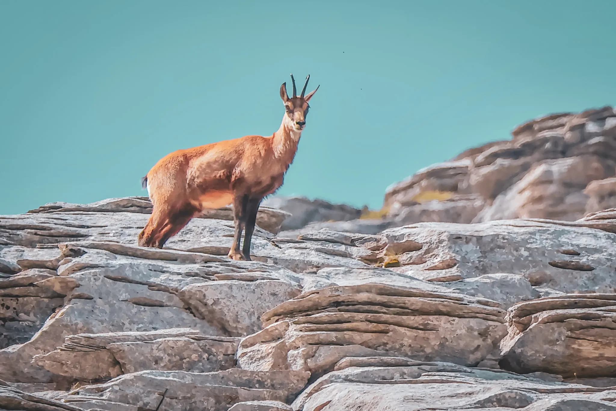 Un chamois se tient sur un tas de rochers, brièvement illuminé par la lumière du soleil. Il a un pelage brunâtre et des cornes distinctes qui se dressent sur sa tête. Le fond est un ciel bleu