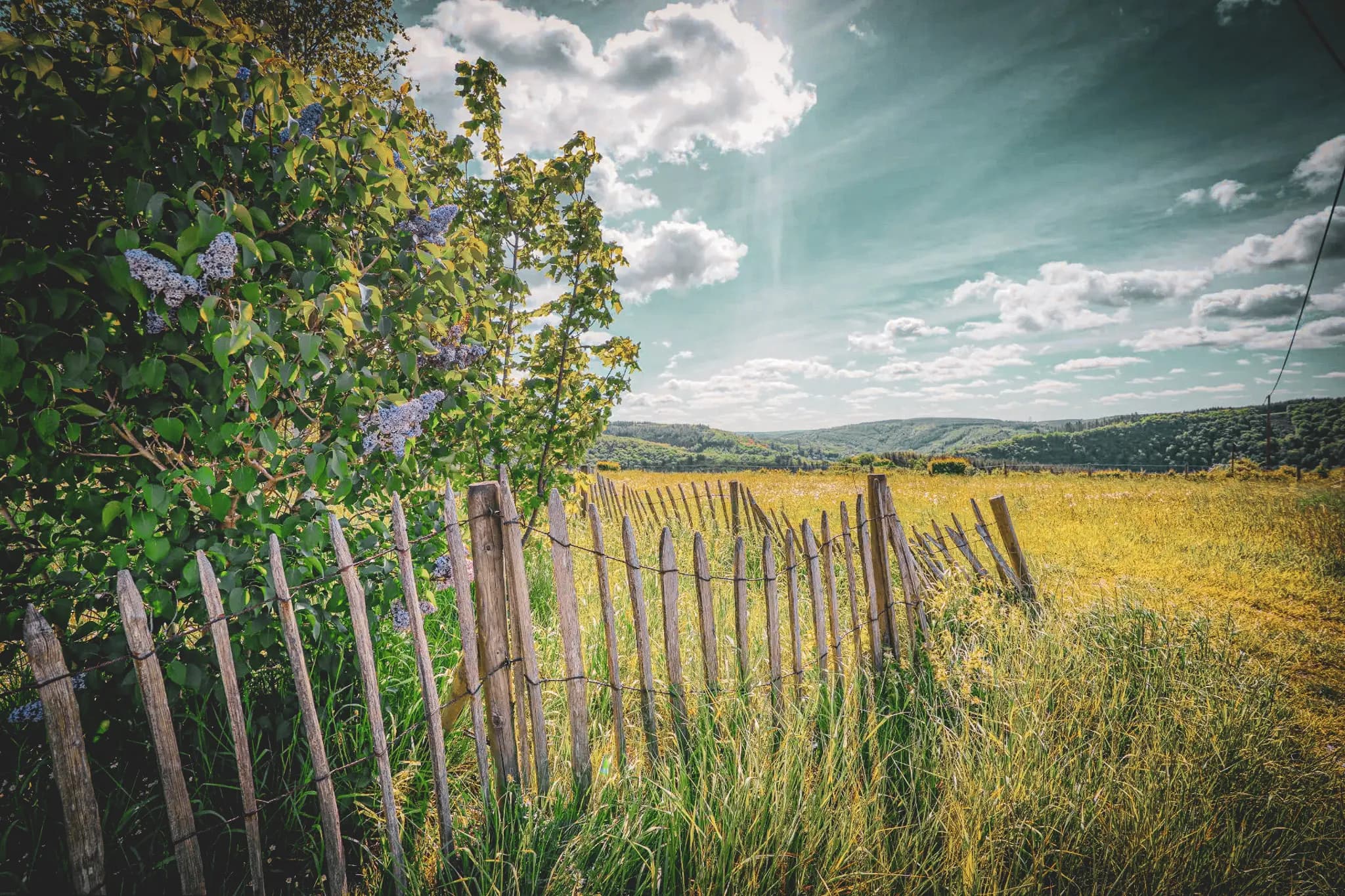 A soothing rural landscape with a golden field dotted with tall, flowering grasses. In the foreground, an old wooden fence of pointed posts marks the boundary of the field. À