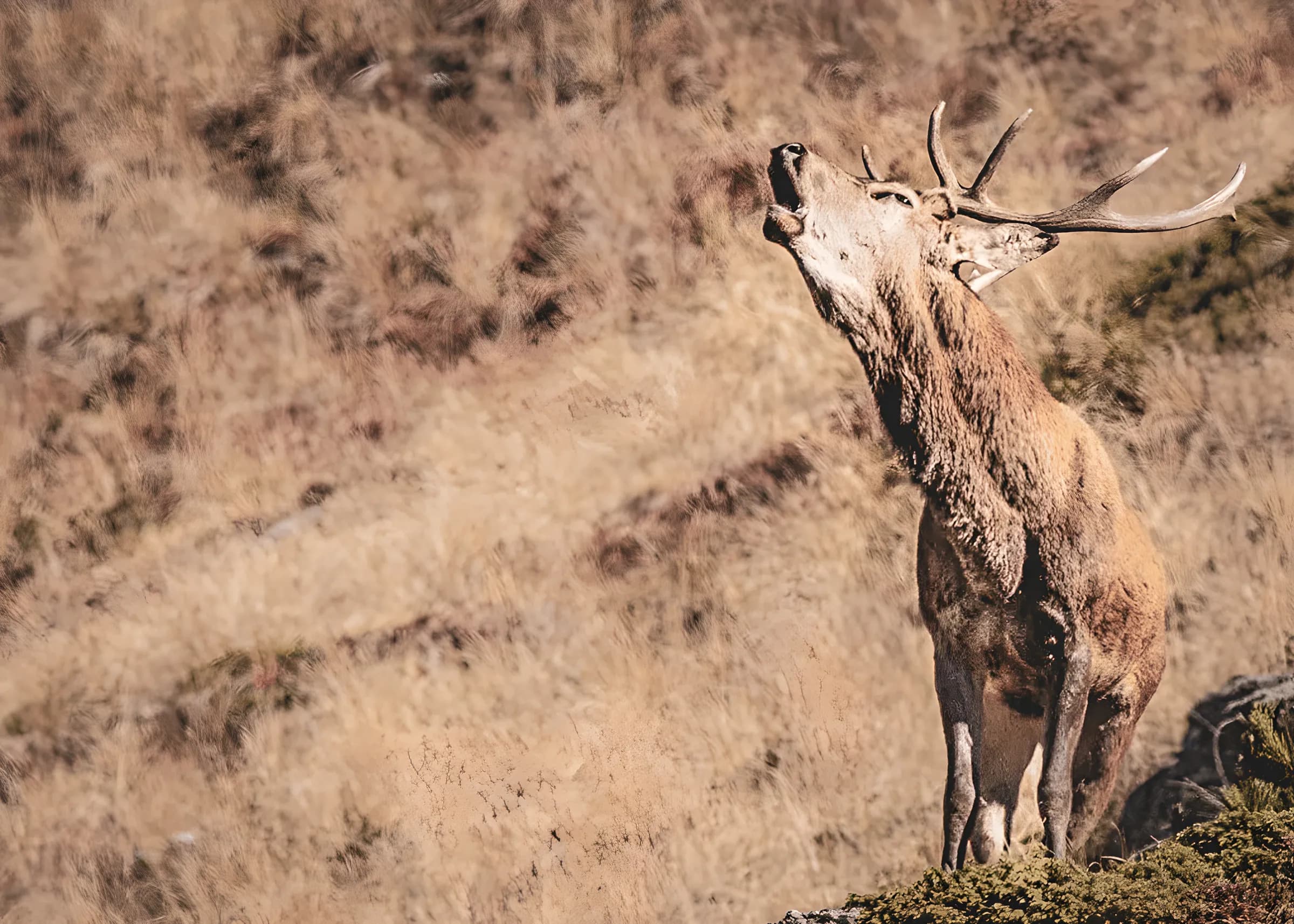 A majestic stag howling in an alpine landscape dotted with golden grass, an invitation to adventure.