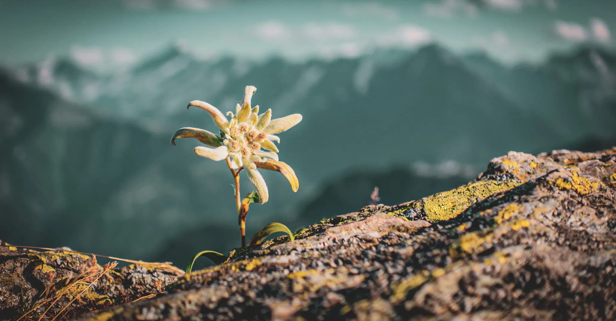 An Edelweiss flower growing on a rock, with yellowish petals and a soft texture. In the background, a blurred mountain landscape, highlighting the natural beauty of the Alps or a mountainous region.