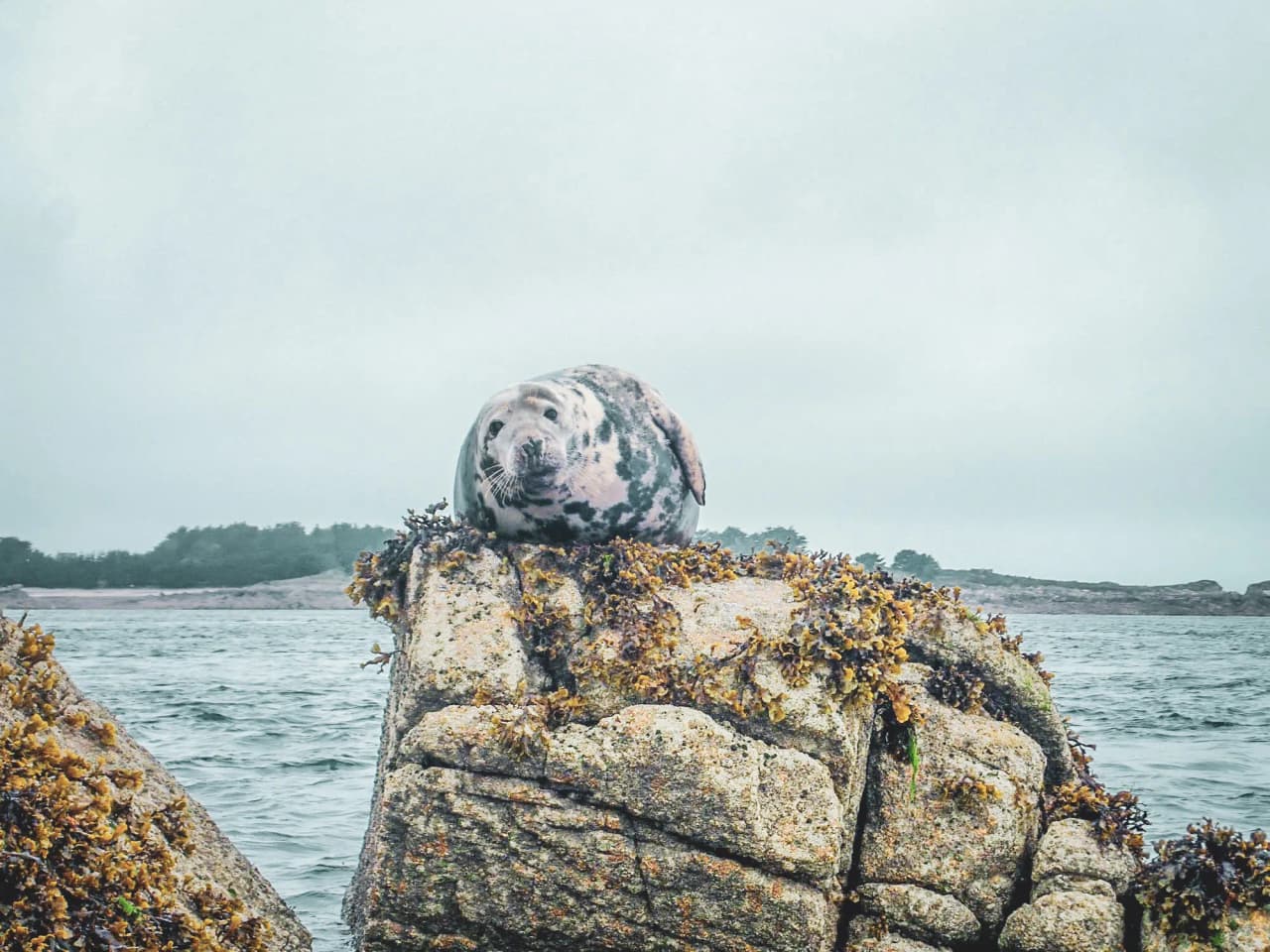 A seal rests on a rock covered in seaweed, with a calm sea in the background.