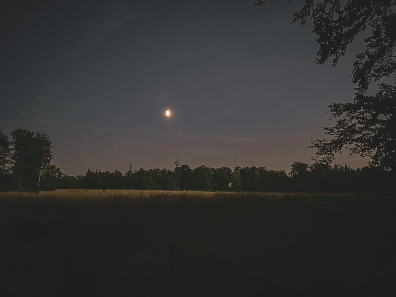 Une nuit étoilée au cœur de la forêt de Saint Hubert, lumière douce de la lune sur un paysage paisible.