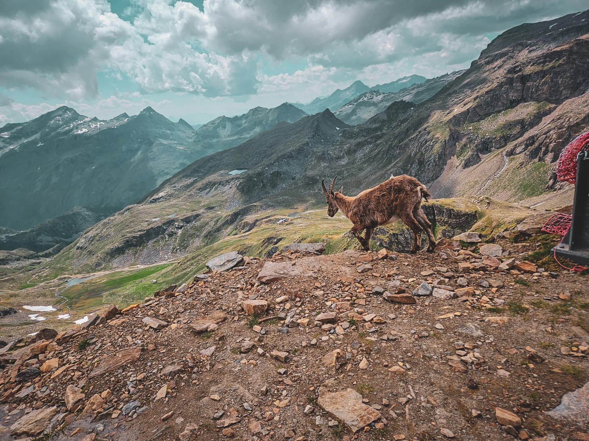 Een prachtige steenbok die je kunt zien in het Gran Paradiso Nationaal Park.