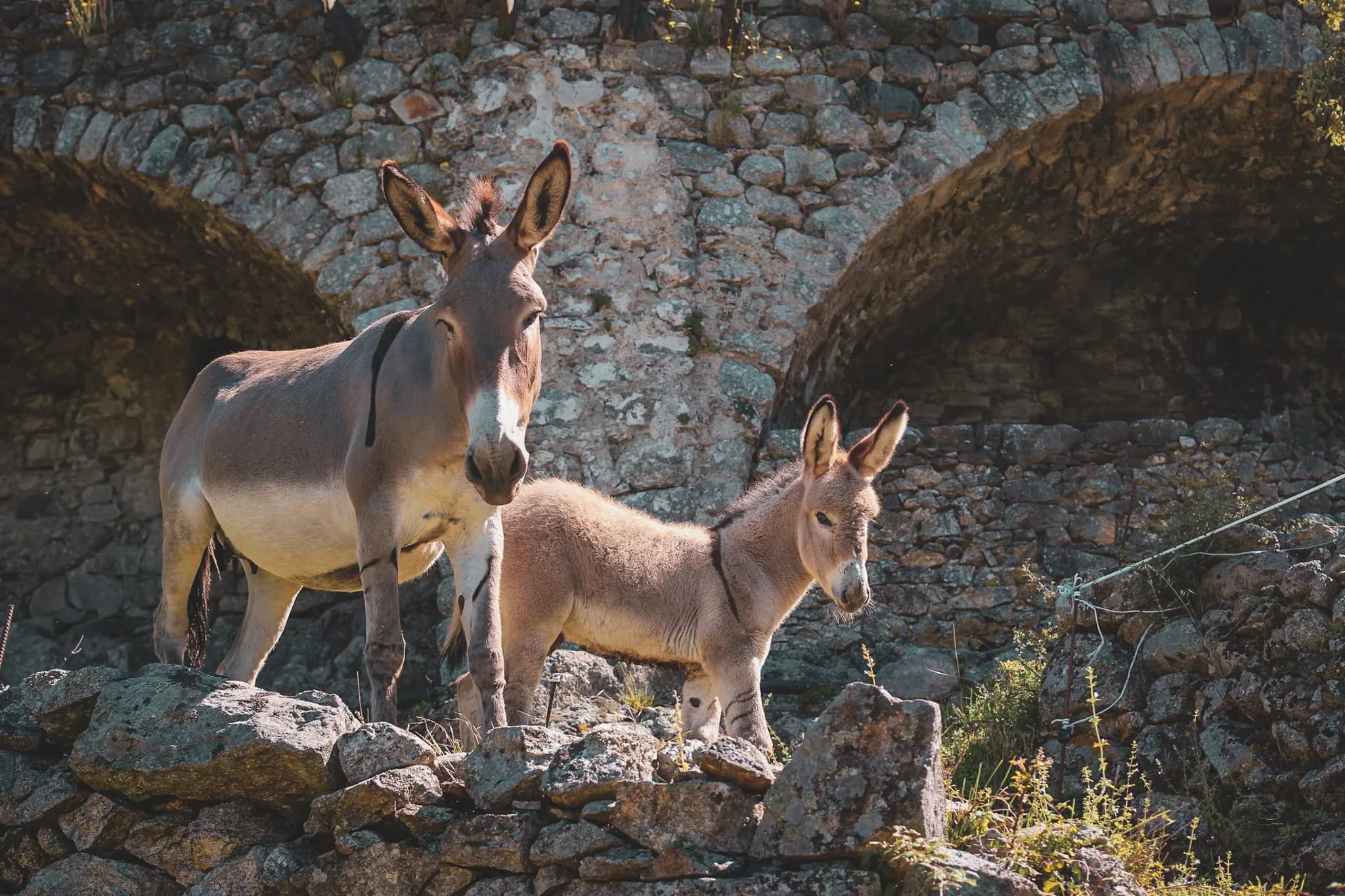 A donkey and its calf stand on a rock, surrounded by ancient stones and discreet vegetation. The adult donkey stands up straight, with a curious expression, while the young donkey seems attentive.