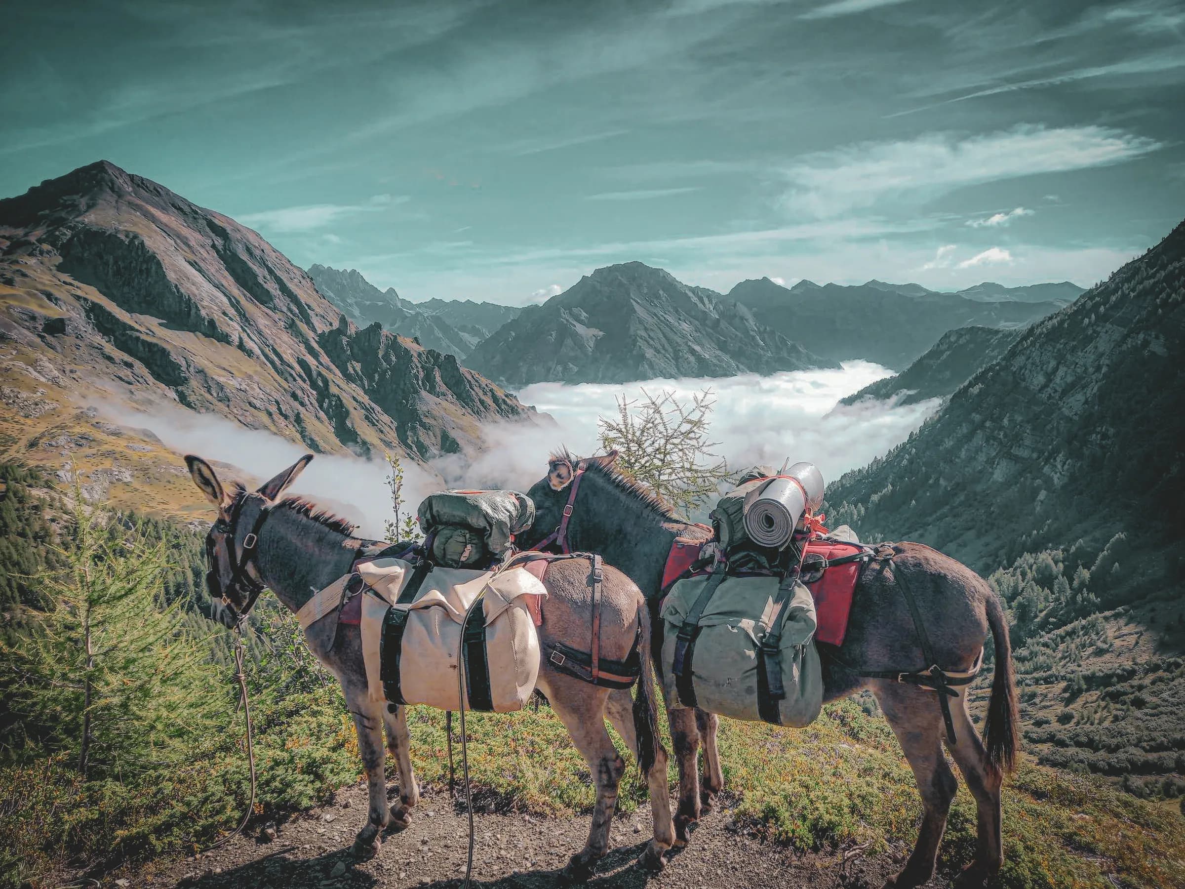Two donkeys stand on a mountain path, carrying hiking bags. In the background, majestic mountains rise up, shrouded in mist. The landscape is green, with hints of con
