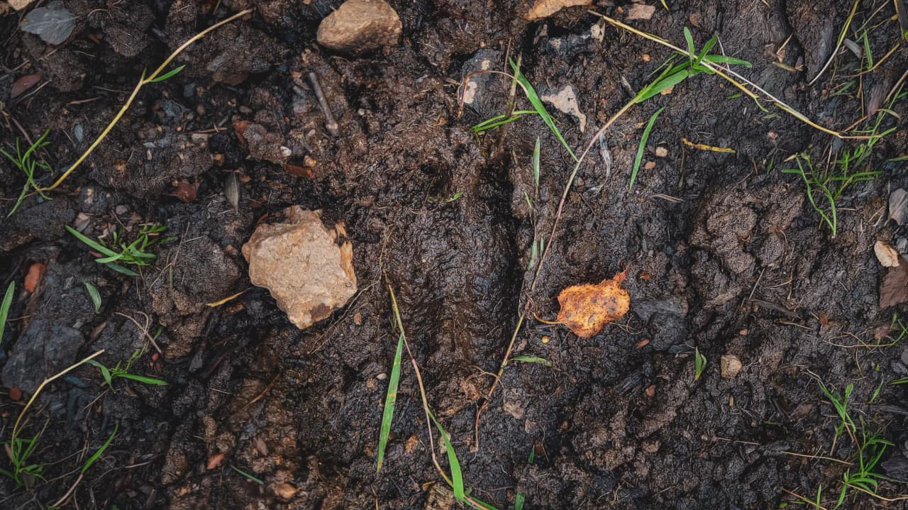 Trace d'un cerf dans la terre, entourée de pierres et d'herbes, immergée en nature ardennaise.