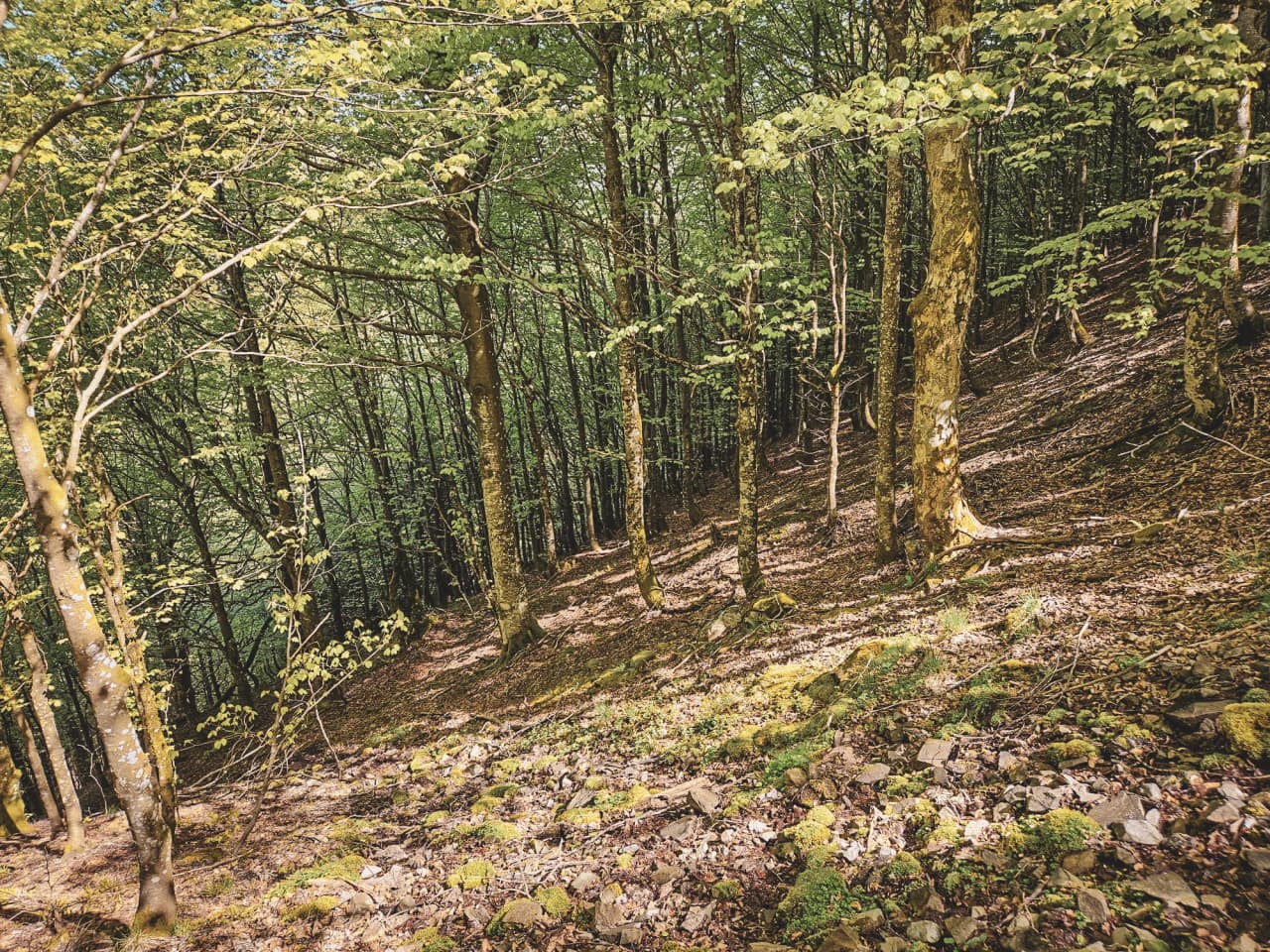 Forêt verdoyante des Vosges, lumière douce filtrant à travers les arbres, promesse d'aventure.