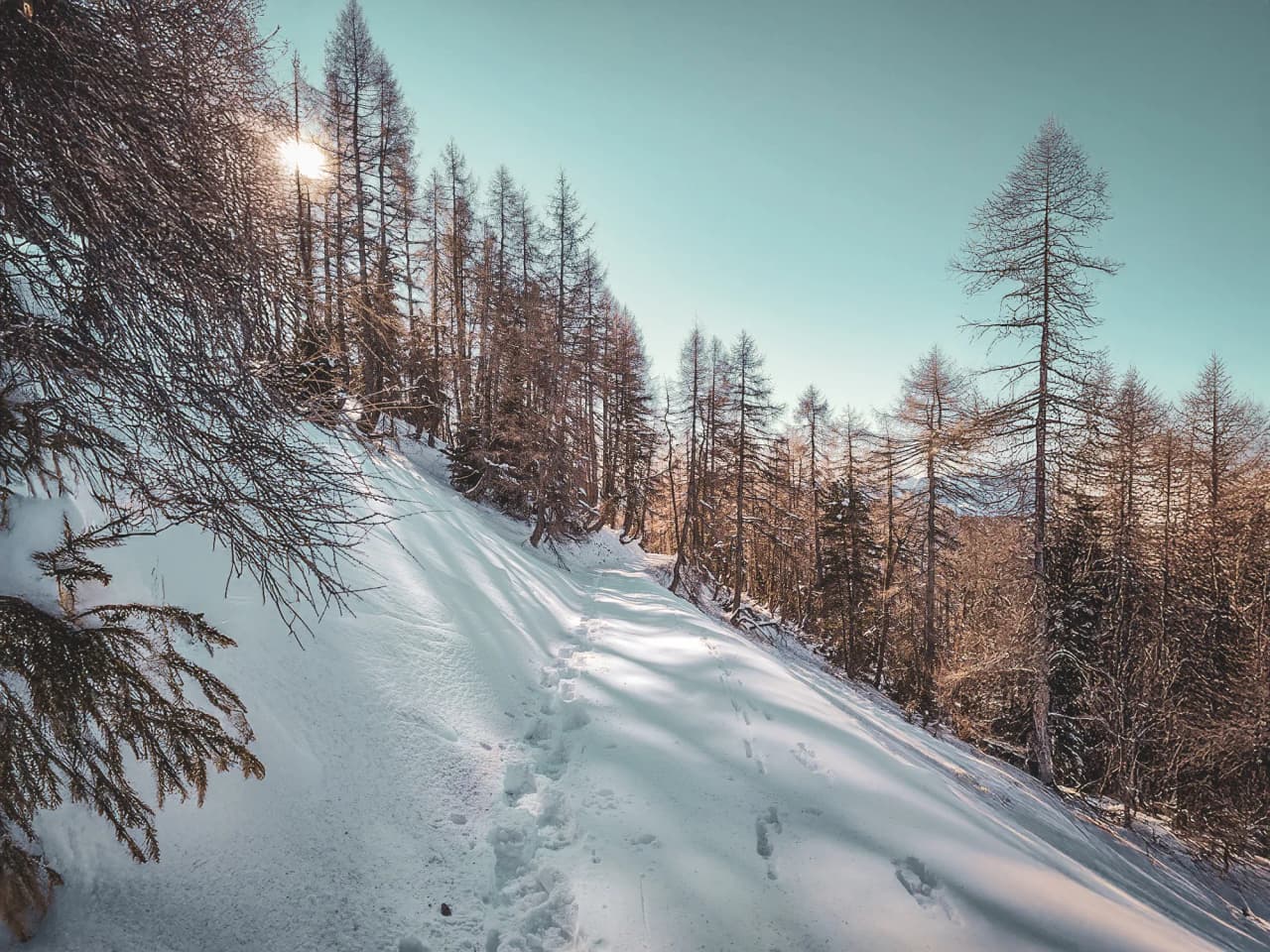 Sentier enneigé bordé d'arbres, illuminé par le soleil, invitant à l'aventure hivernale.