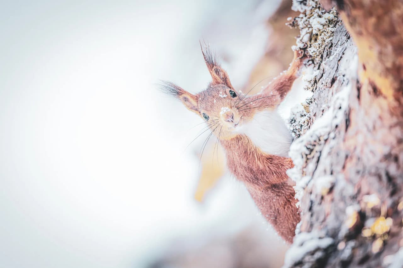 A curious squirrel on a snow-covered tree trunk, in a magical landscape in the Pyrenees.