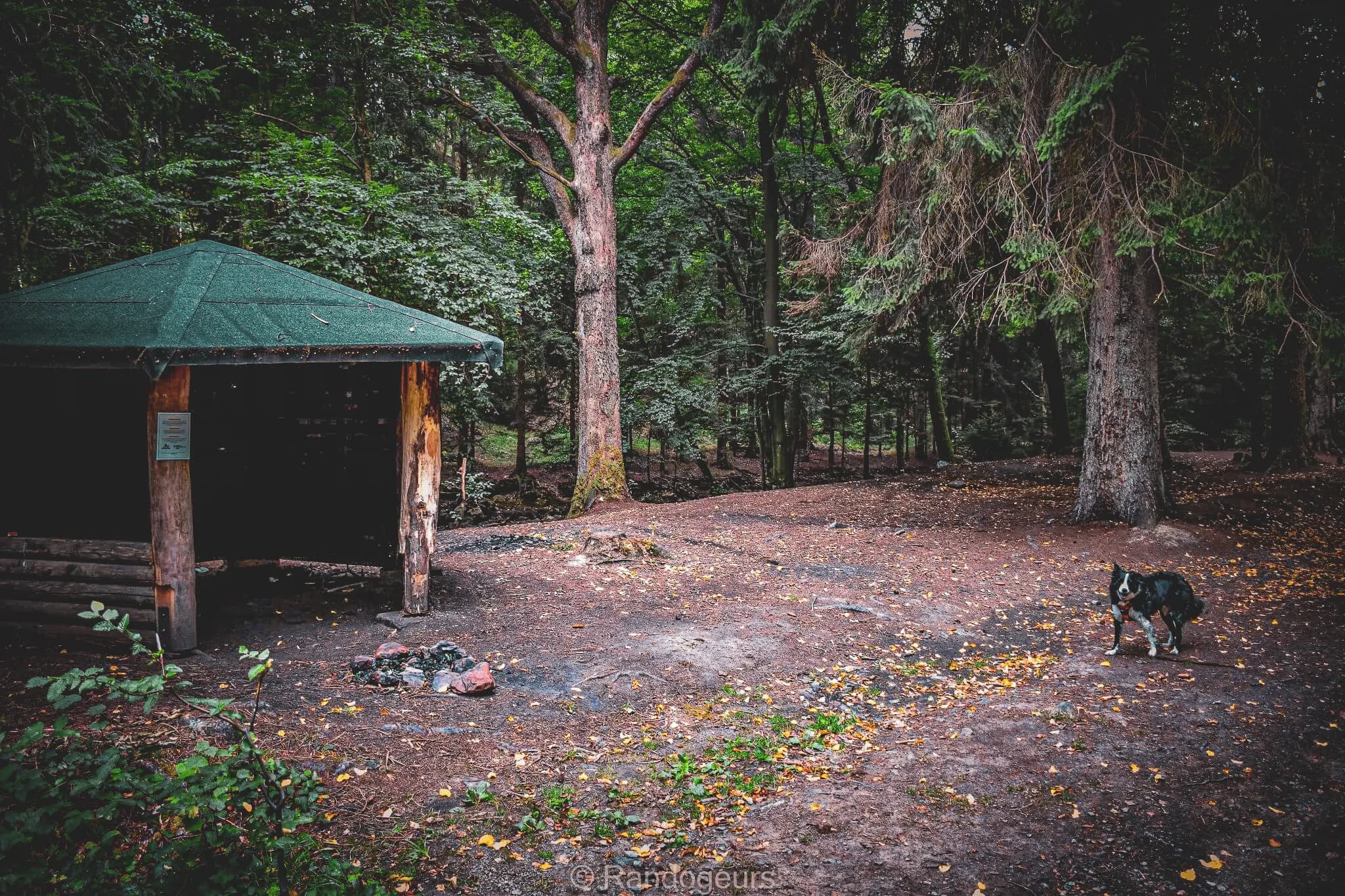 Een houten schuilplaats met een groen dak, gelegen in een dicht bos en omringd door majestueuze bomen. De grond is bedekt met bladeren en kleine takken, die het herfstseizoen weerspiegelen. Vlakbij, een