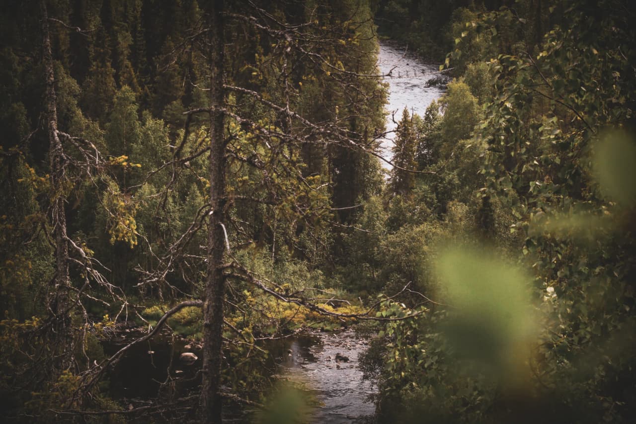 Panoramic view of a wild river lined with lush trees, an invitation to adventure in Lapland.