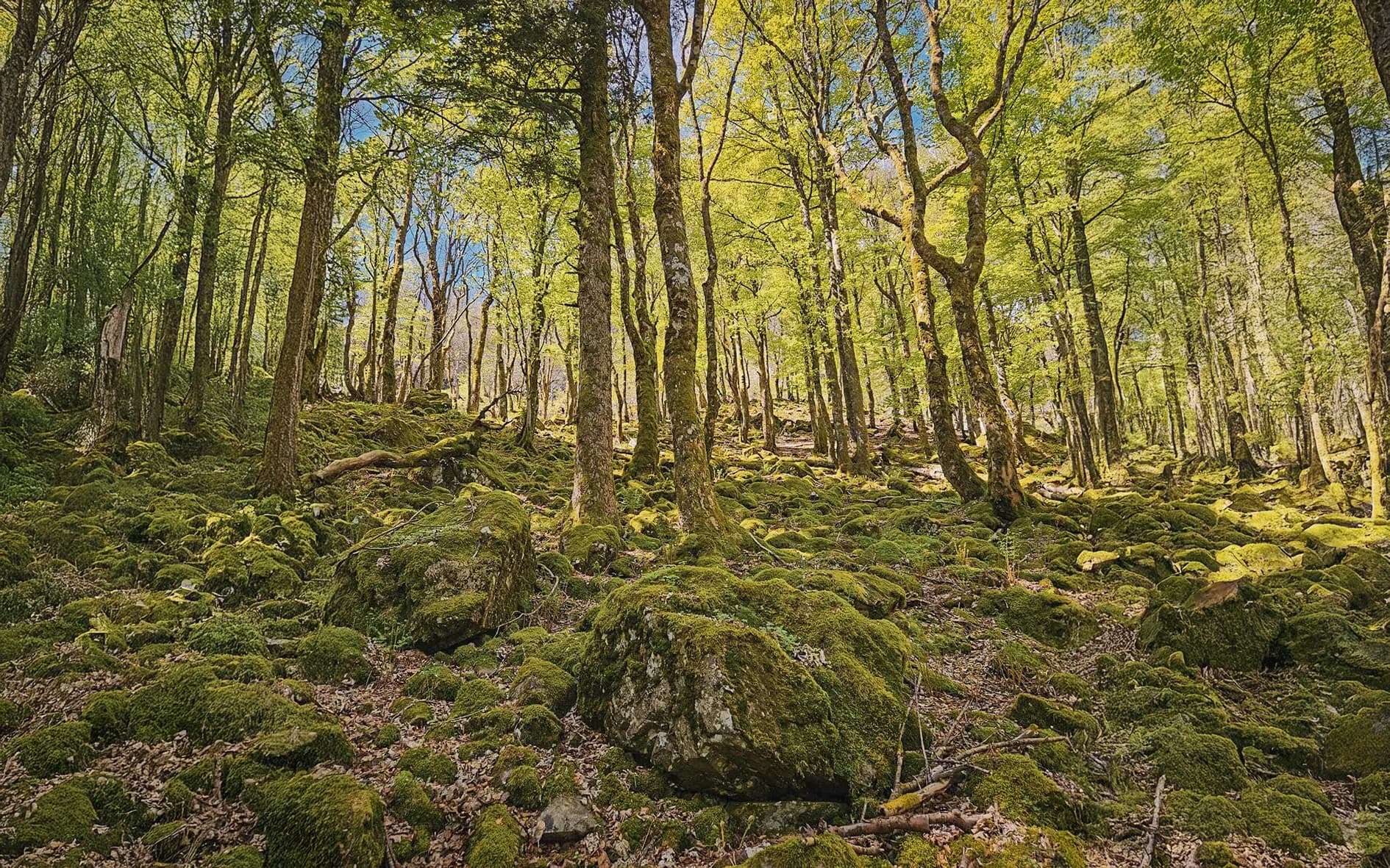 Forêt verdoyante des Vosges, parsemée de rochers recouverts de mousse et baignée de lumière.