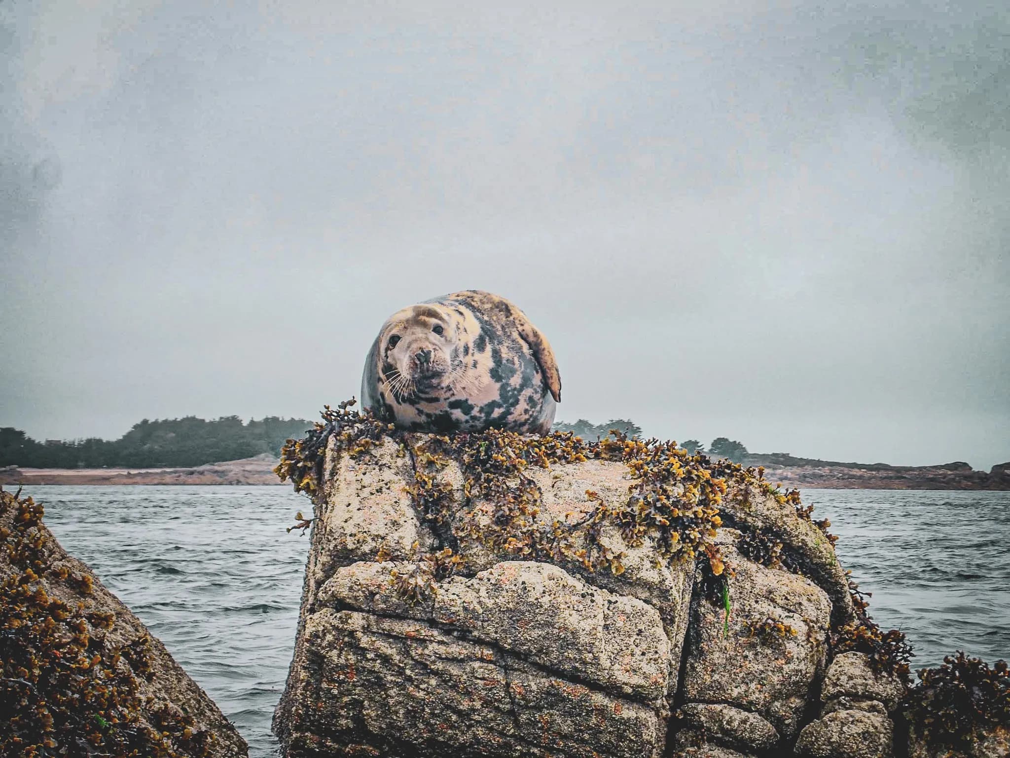 A seal rests on a seaweed-covered rock by the sea. The calm, gently undulating water stretches out around him, while a blurred wooded landscape takes shape in the distance.