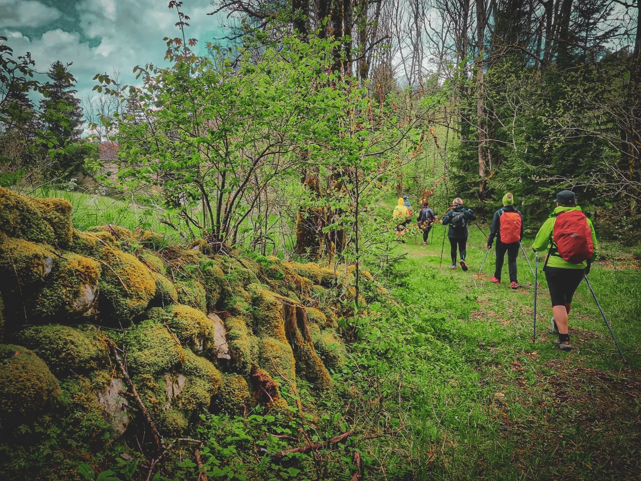 A green wooded path where several hikers are walking along, carrying red rucksacks. They are framed by lush vegetation, with trees, bushes and moss covering the path.