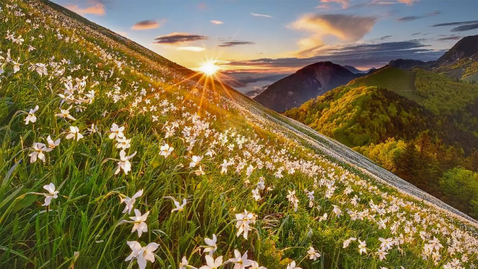 A vast field covered in white flowers stretches as far as the eye can see, illuminated by the rays of the rising sun. The green hills in the background rise majestically, creating a mountainous landscape.