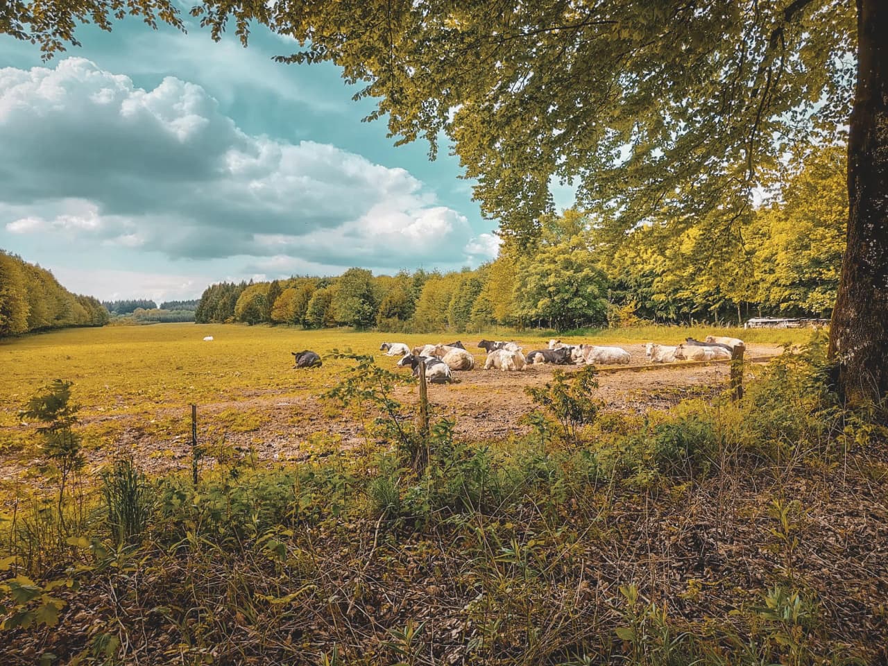Un vaste champ verdoyant bordé d'arbres, avec des vaches paisiblement étendues sous un ciel nuageux.