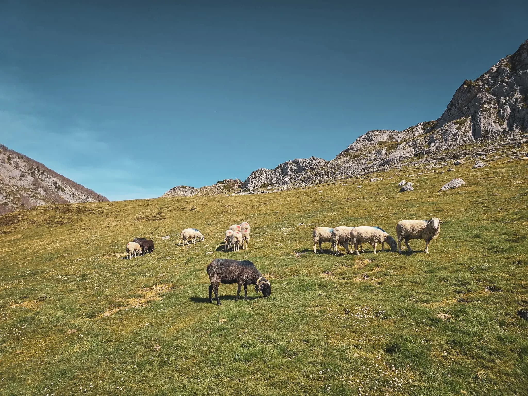 Ruminants paisibles sur une vaste prairie verdoyante, avec des montagnes en arrière-plan.