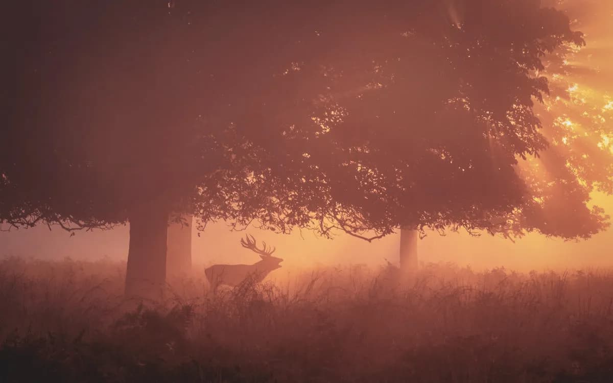 Image d'un cerf majestueux émergeant de la brume au lever du soleil, entouré d'arbres en Ardenne.
