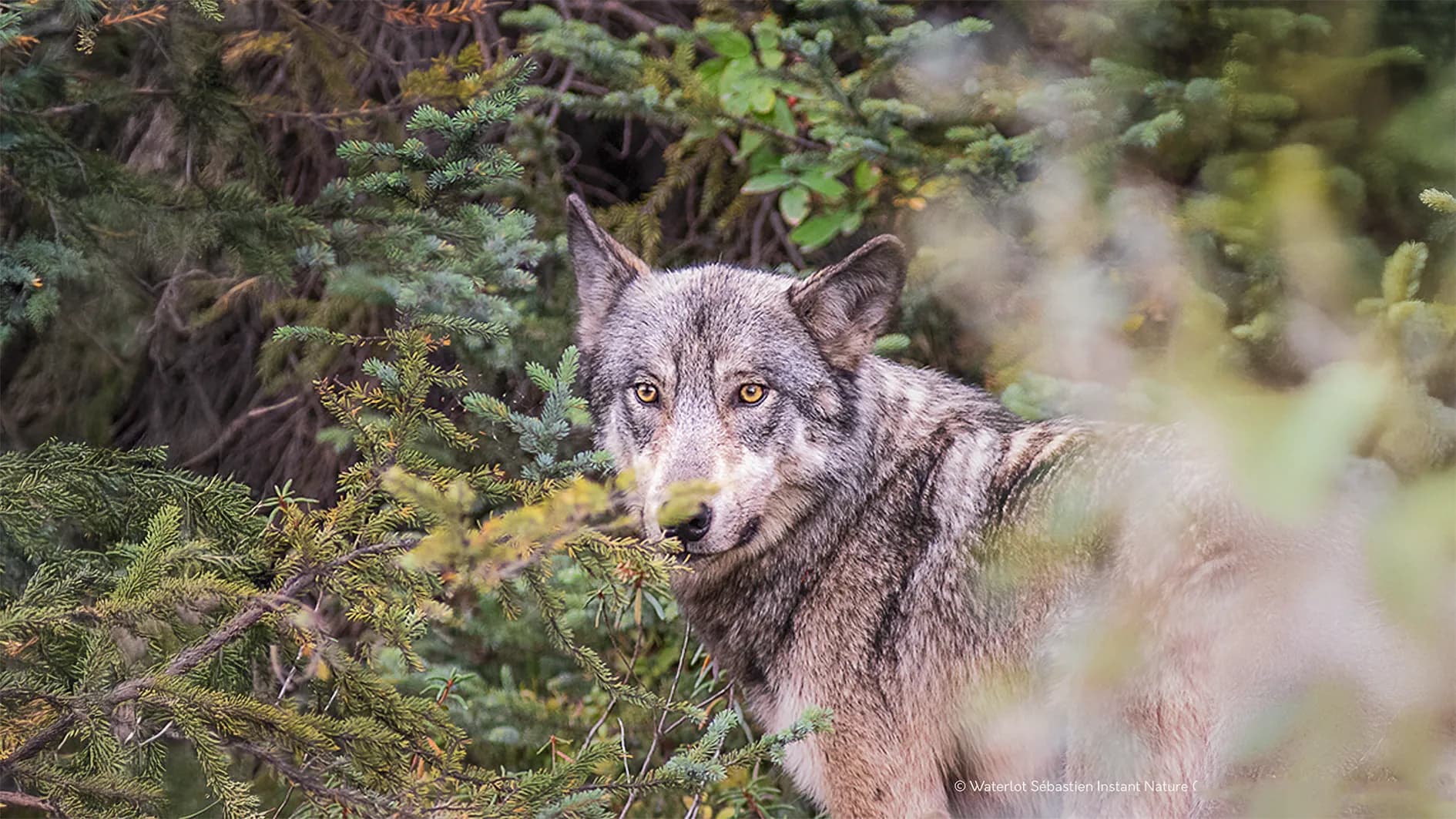 A wolf watching intently from a dense undergrowth, surrounded by deciduous and coniferous trees. His coat is grey with lighter shades on his belly, and his yellow eyes shine with light.