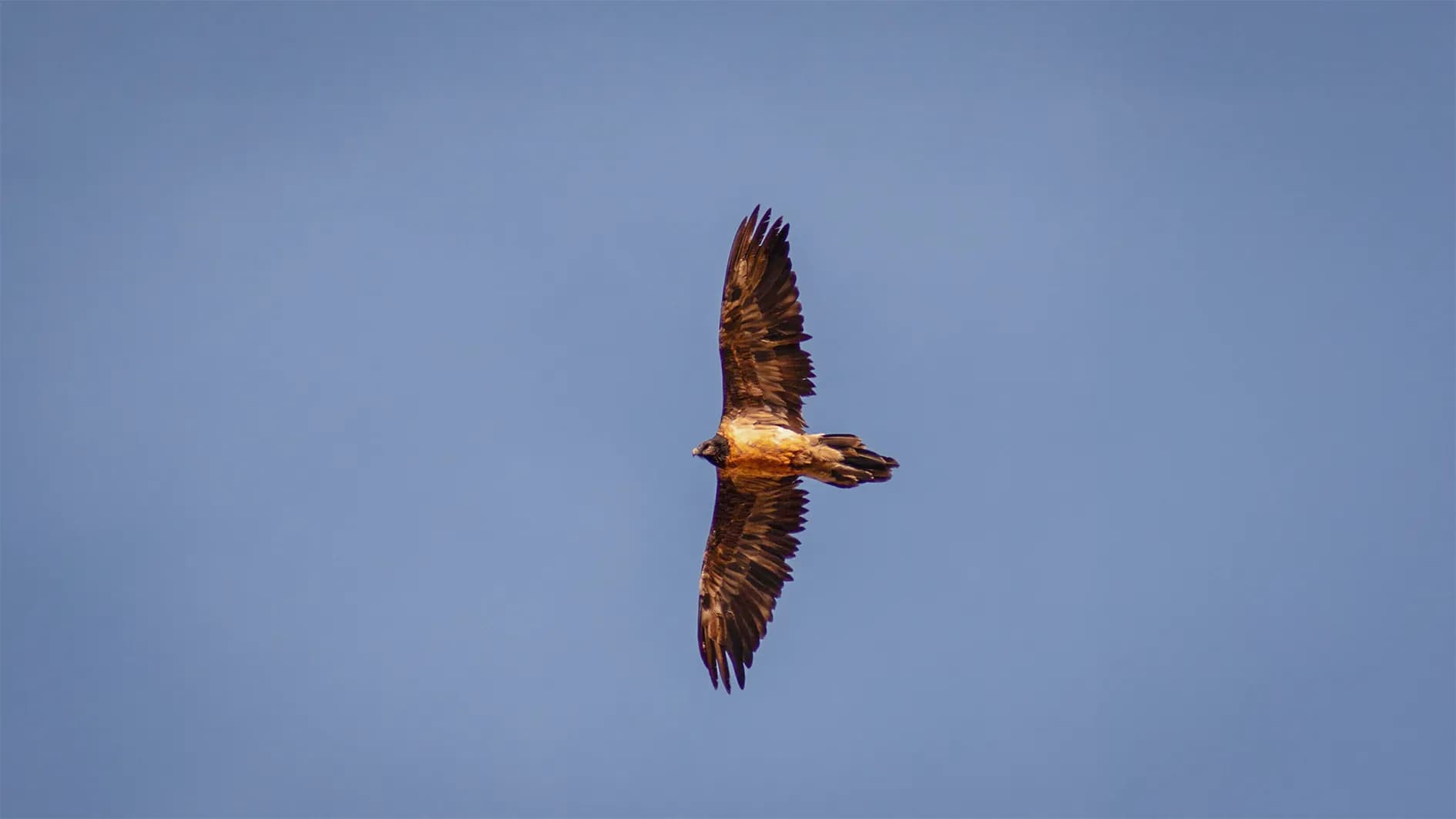 A majestic bird flies across a clear blue sky. Its outstretched wings reveal large feathers in dark golden hues, while its body is shades of brown. The bird's posture