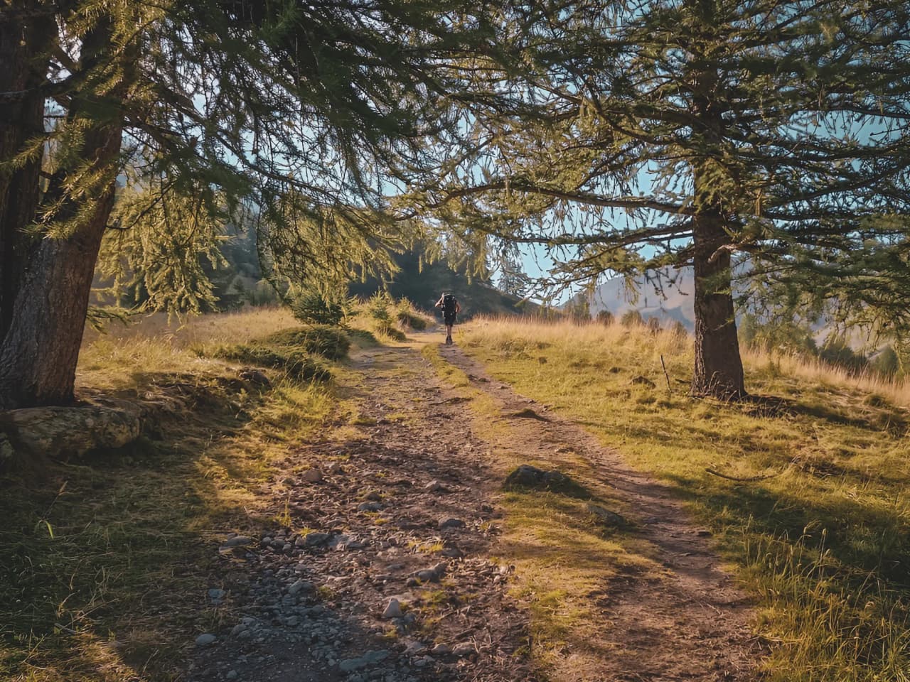 A hiker on an alpine path, surrounded by golden grass and majestic trees.