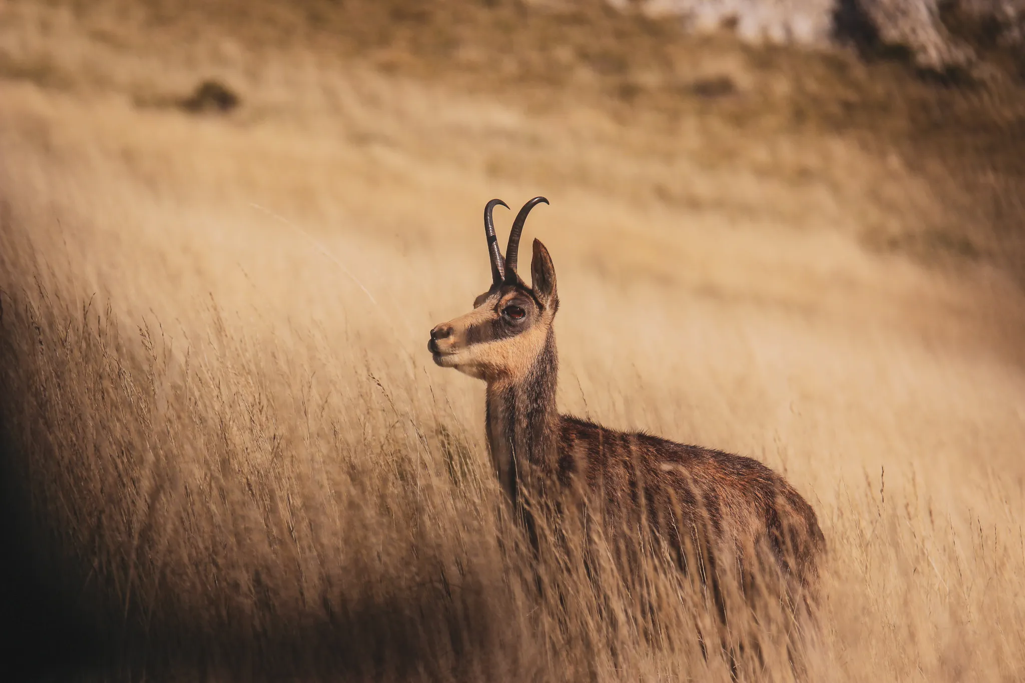 A majestic young chamois, emerging from the golden grass of the Vercors, beckons adventure.