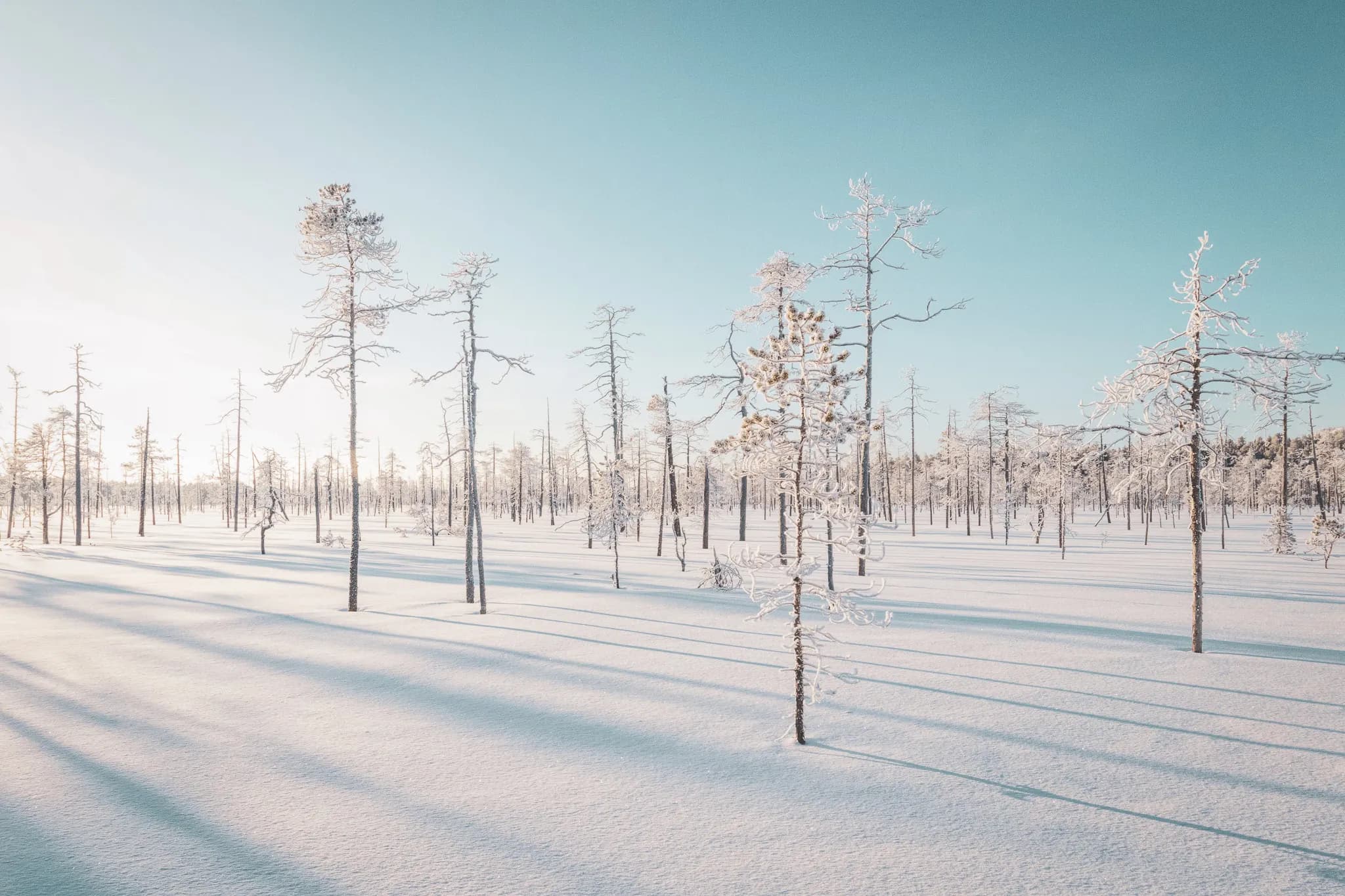 Paysage hivernal scintillant en Laponie, où des arbres dénudés émergent d'un manteau de neige.