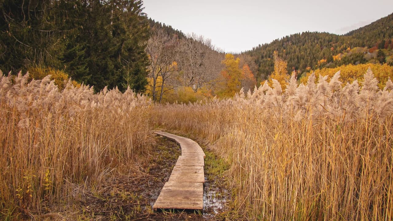Sentier en bois sinueux au milieu de roseaux dorés, avec des montagnes en arrière-plan, invite à l'évasion.