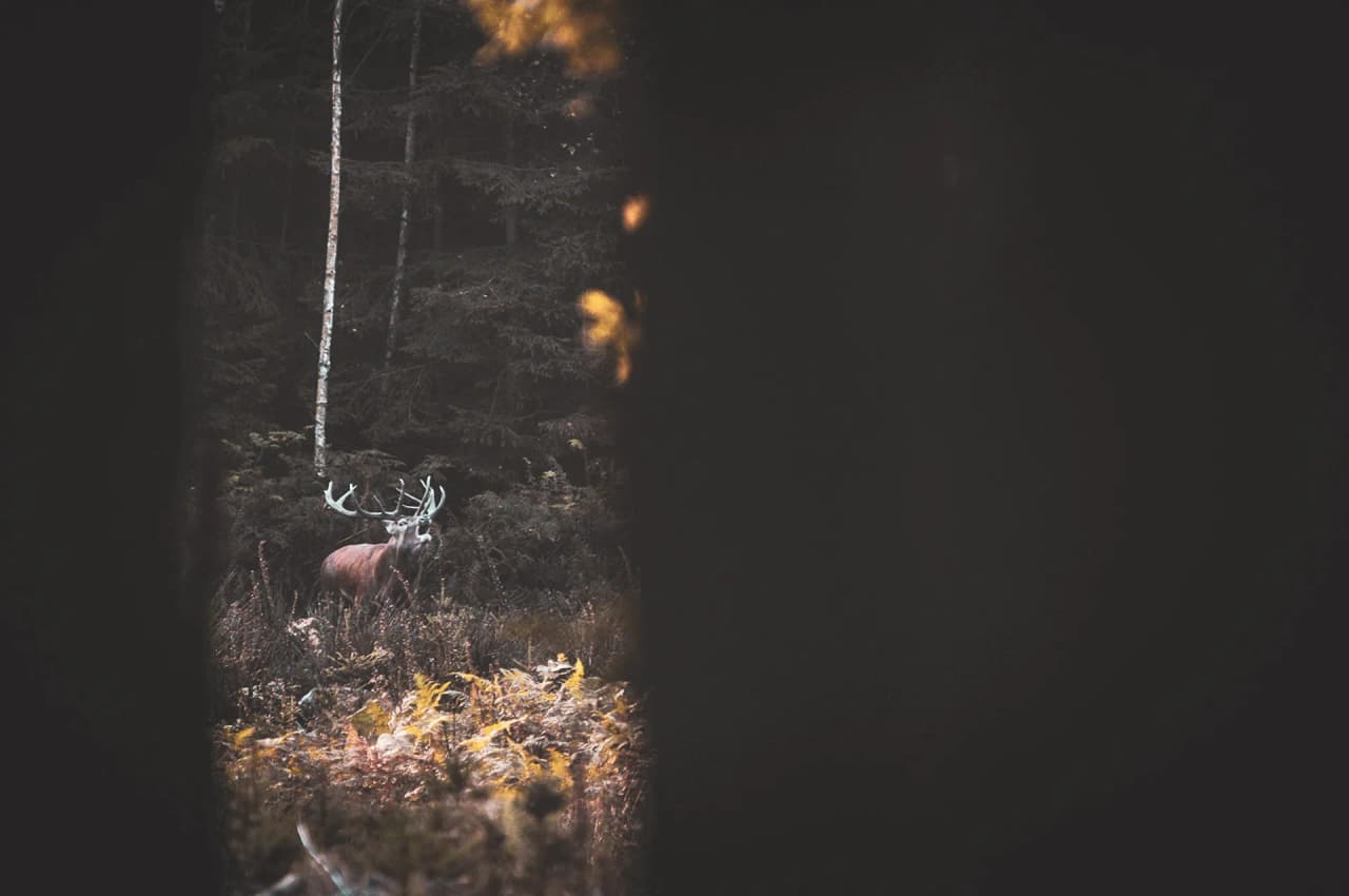 Cerf majestueux dans les Vosges, au milieu de la nature sauvage et des couleurs d'automne.