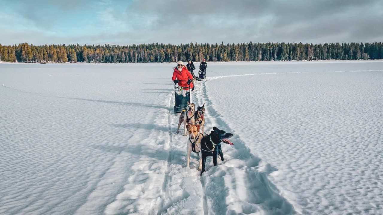 Sled dogs on a frozen lake in Lapland, under a blue sky, surrounded by snow-covered forests.
