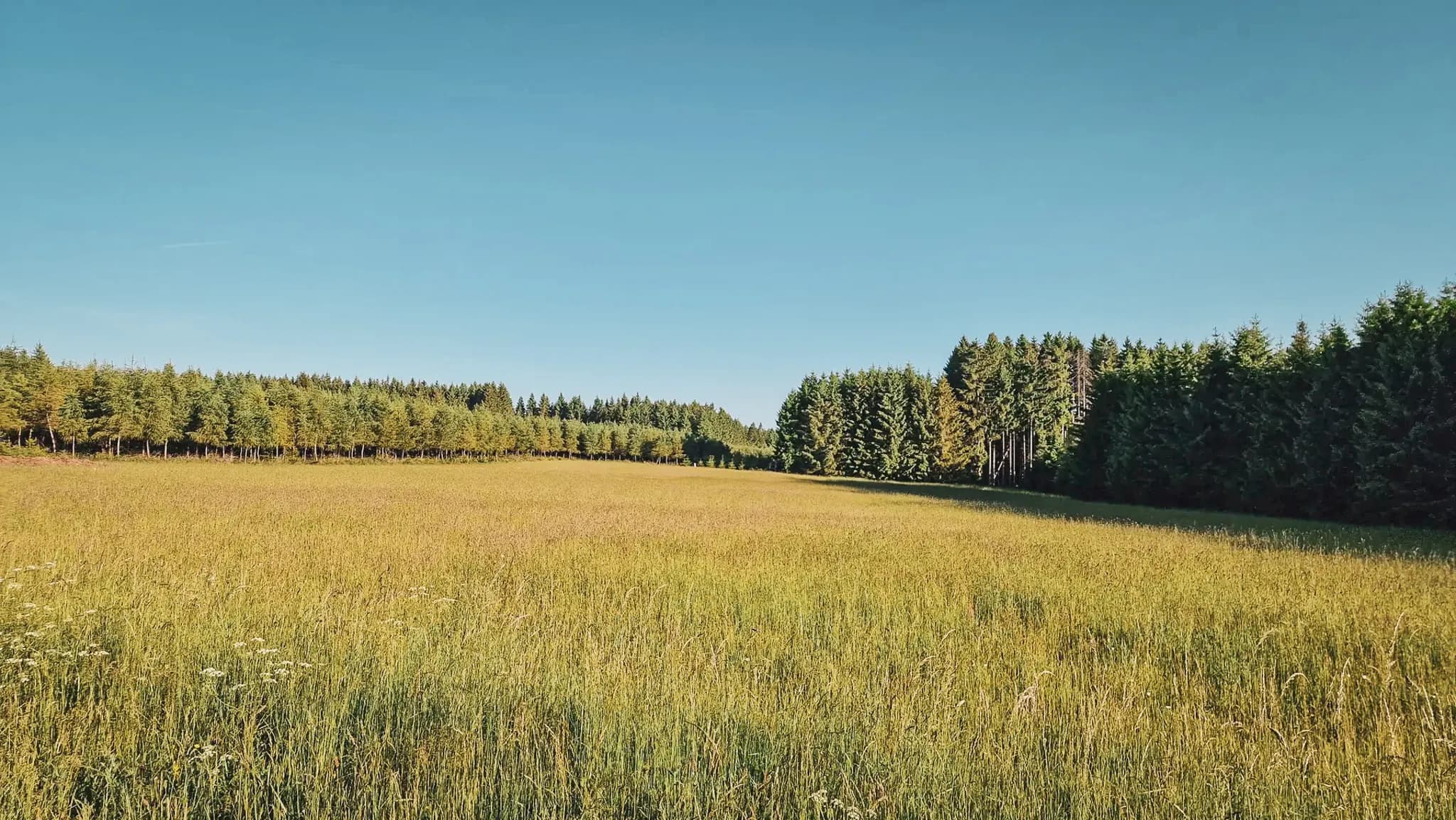 A vast field of grass overlooked by a clear, sunny sky. In the background, a row of lush green trees marks the edge of the field, creating an impression of tranquillity and tranquillity.
