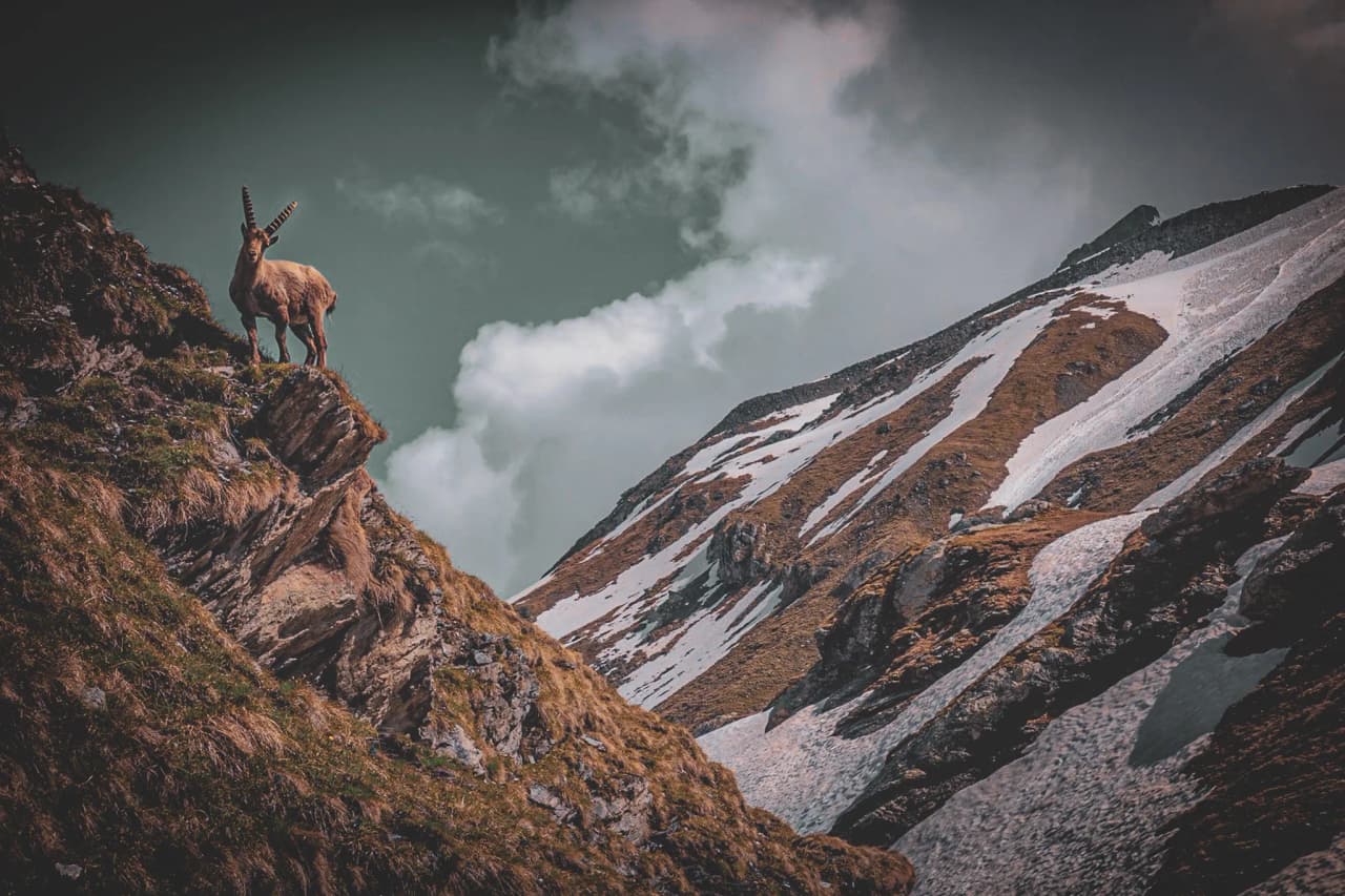 A majestic ibex stands on an alpine ridge, surrounded by snow-capped peaks and clouds.