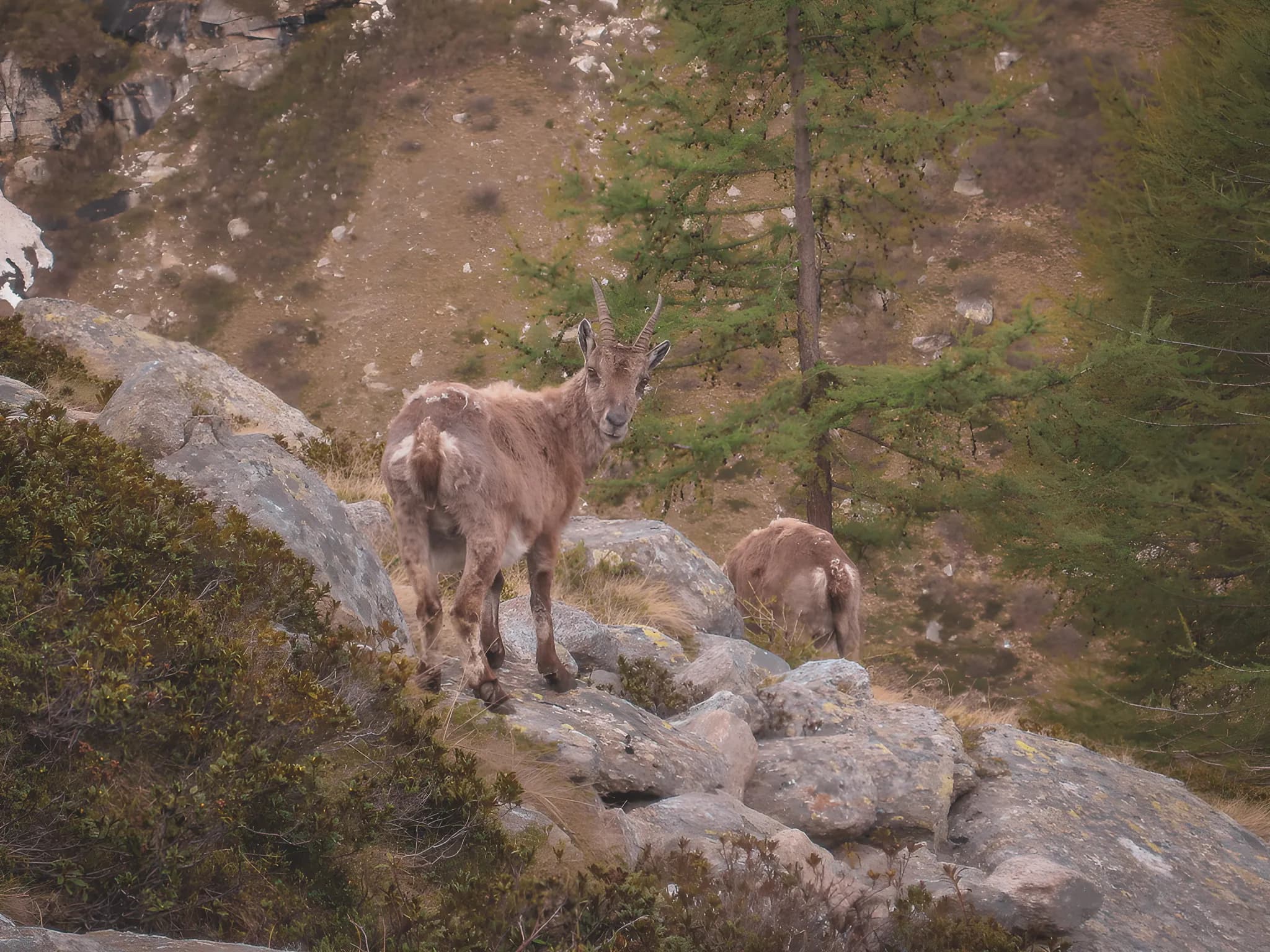 Un bouquetin majestueux sur un sentier montagneux, entouré de rochers et d'arbres verts.