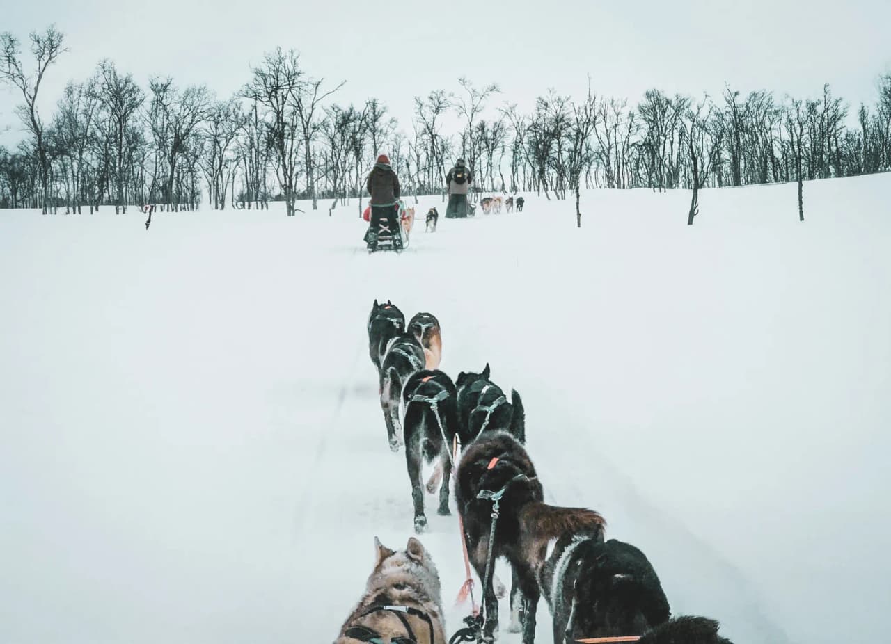 Expedition to Lapland with a team of huskies making their way through the snow.