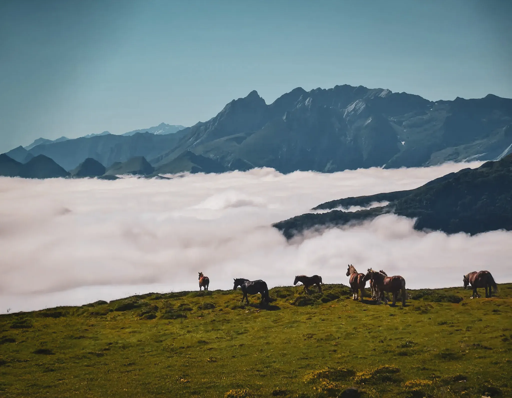 Un panorama des Pyrénées avec des chevaux broutant sur une prairie, entourés de nuages et de montagnes.