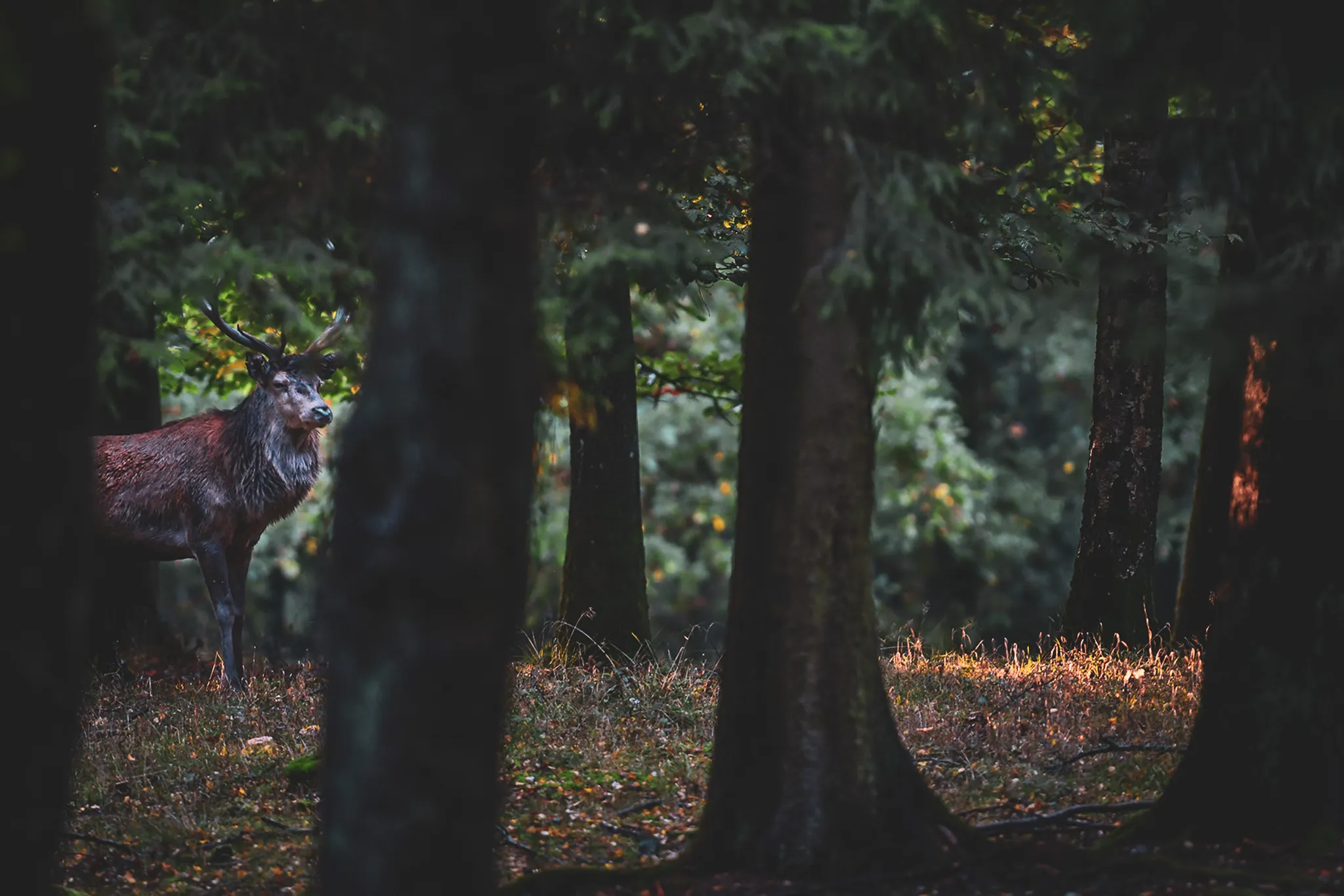 Cerf majestueux se tenant au milieu d'une forêt vosgienne, baignée de lumière douce.