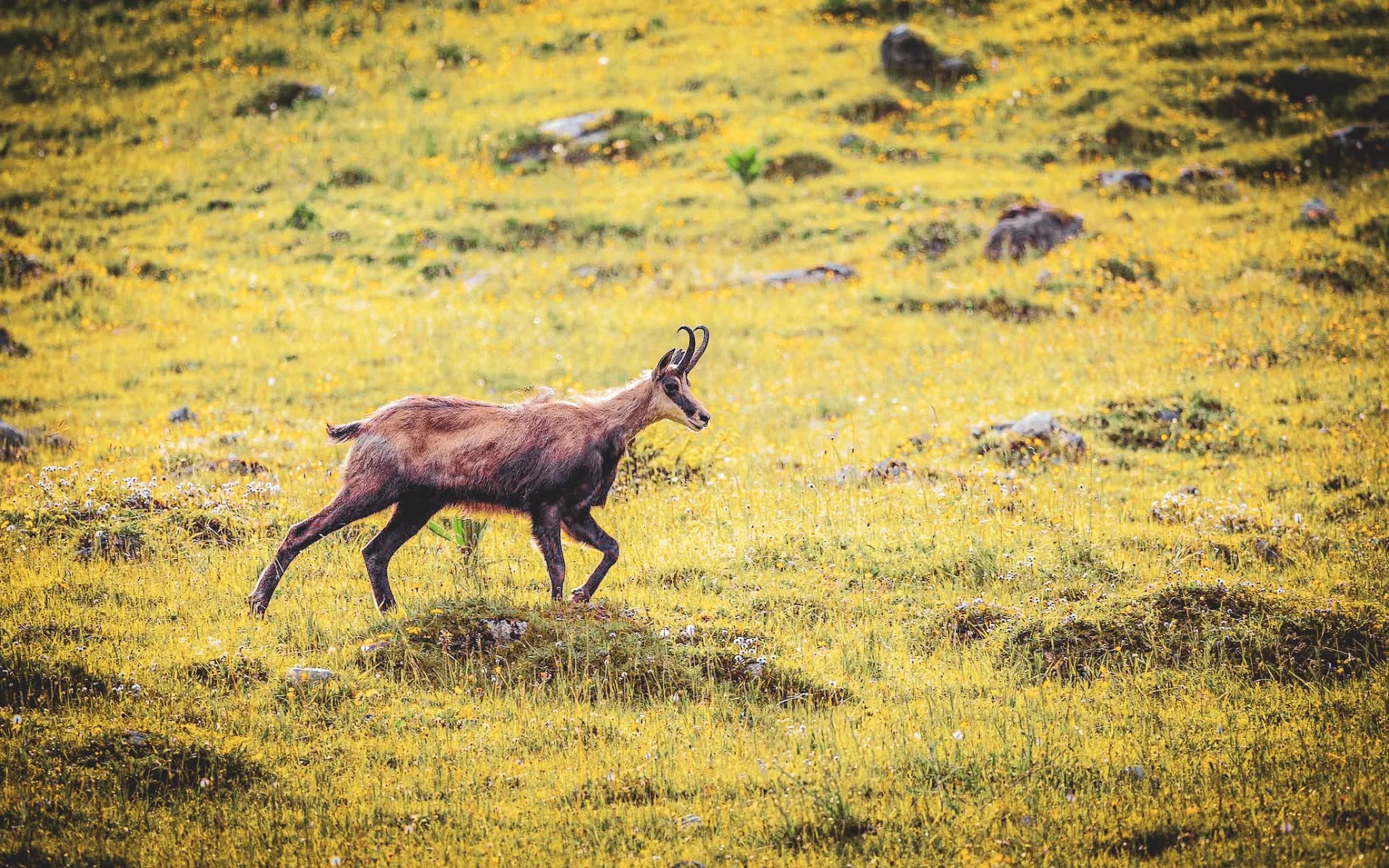 A chamois moves across a green field dotted with yellow and white flowers. The animal, with its brown coat and curved horns, looks alert and dynamic. In the background,