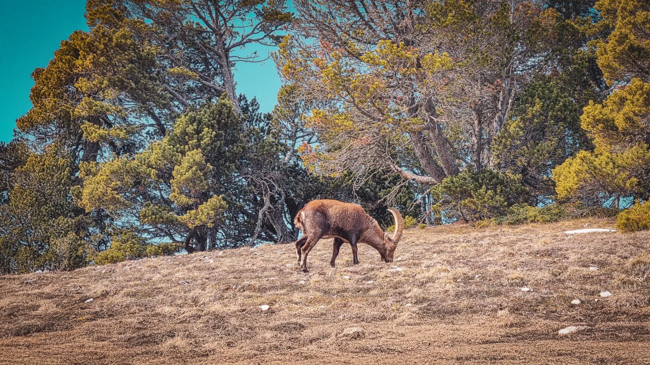 An ibex grazes peacefully in the sunny meadows of the Vercors, surrounded by fir trees.