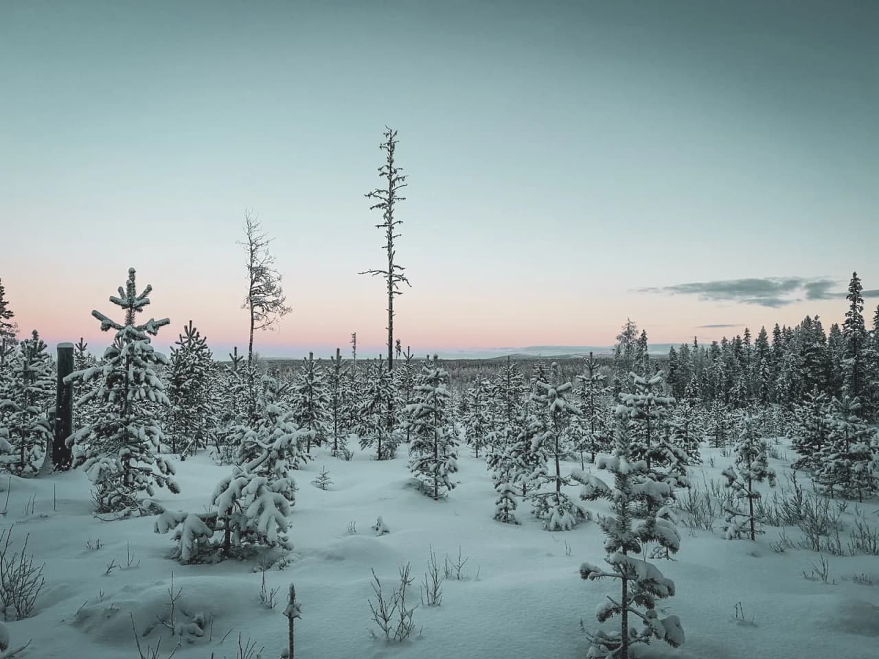 Un paysage enneigé en Laponie, avec des sapins couverts de neige, sous un ciel pastel apaisant.