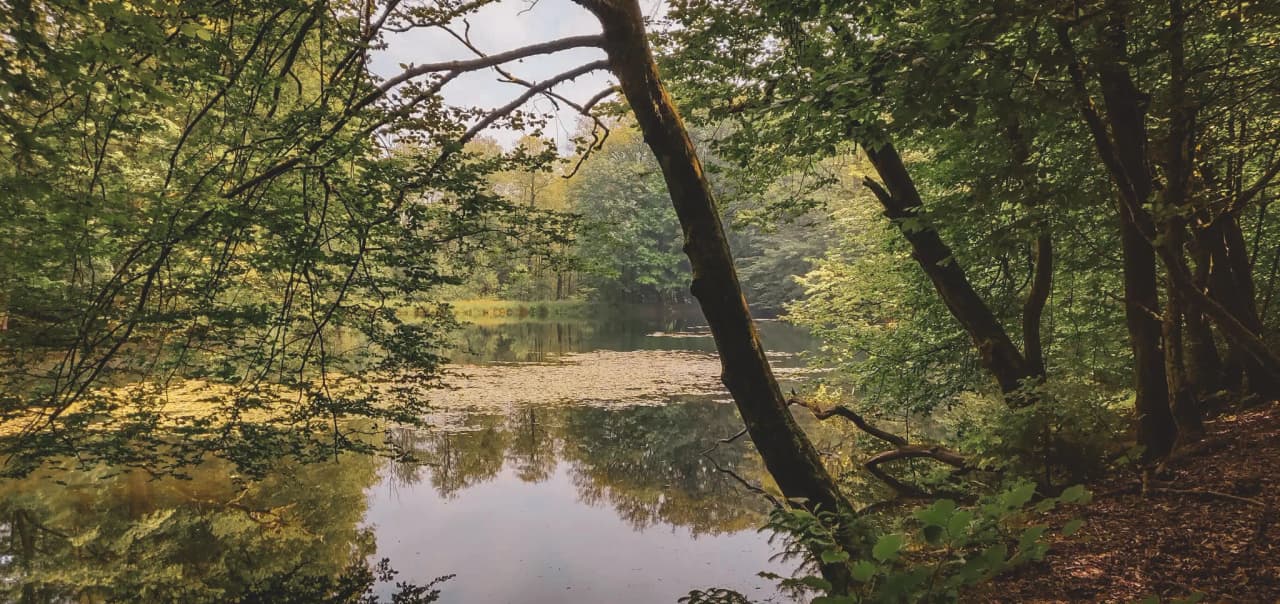 Un paisible lac entouré de verdure, parfait pour un week-end en pleine nature en Ardennes.