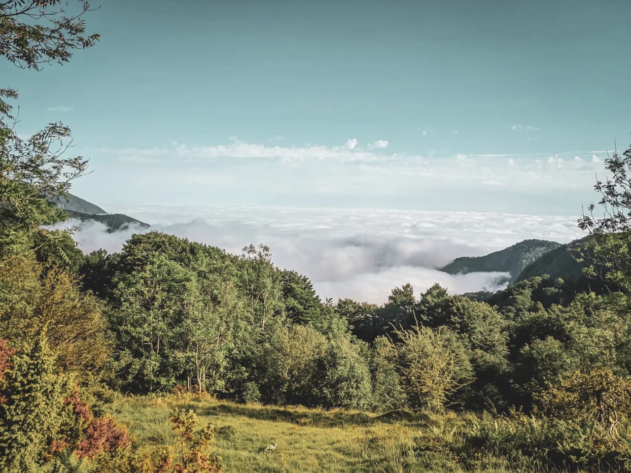 Un panorama époustouflant de montagnes verdoyantes émergeant d'une mer de nuages.