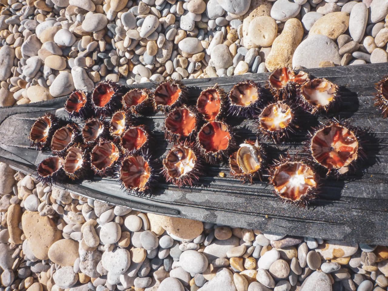 Écorces de mer avec des oursins colorés, entourées de galets, évoquant l'évasion méditerranéenne.