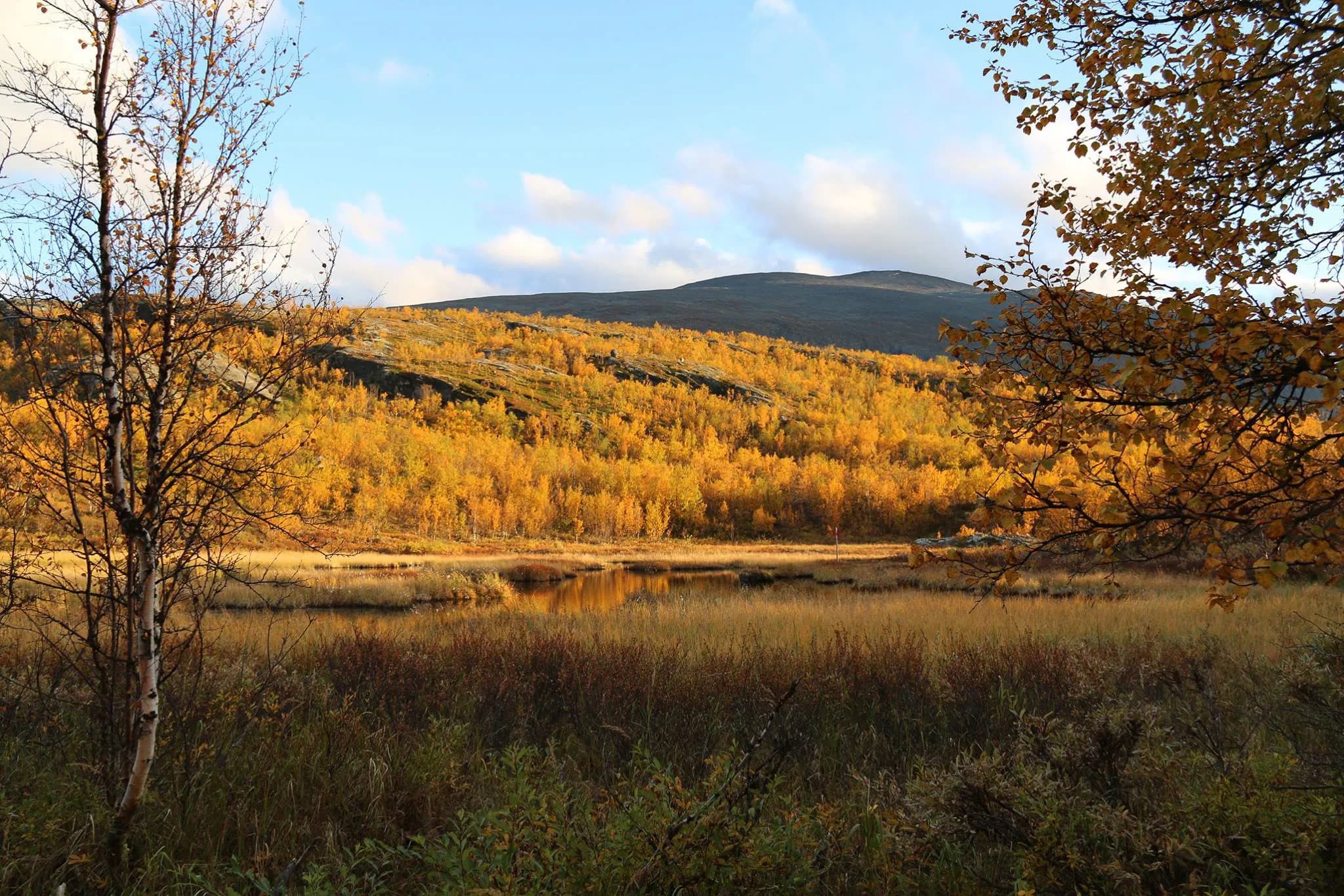 An autumnal landscape with a large expanse of trees whose leaves are a brilliant yellow, typical of the season. In the background, green hills stretch out beneath a partly cloudy sky.
