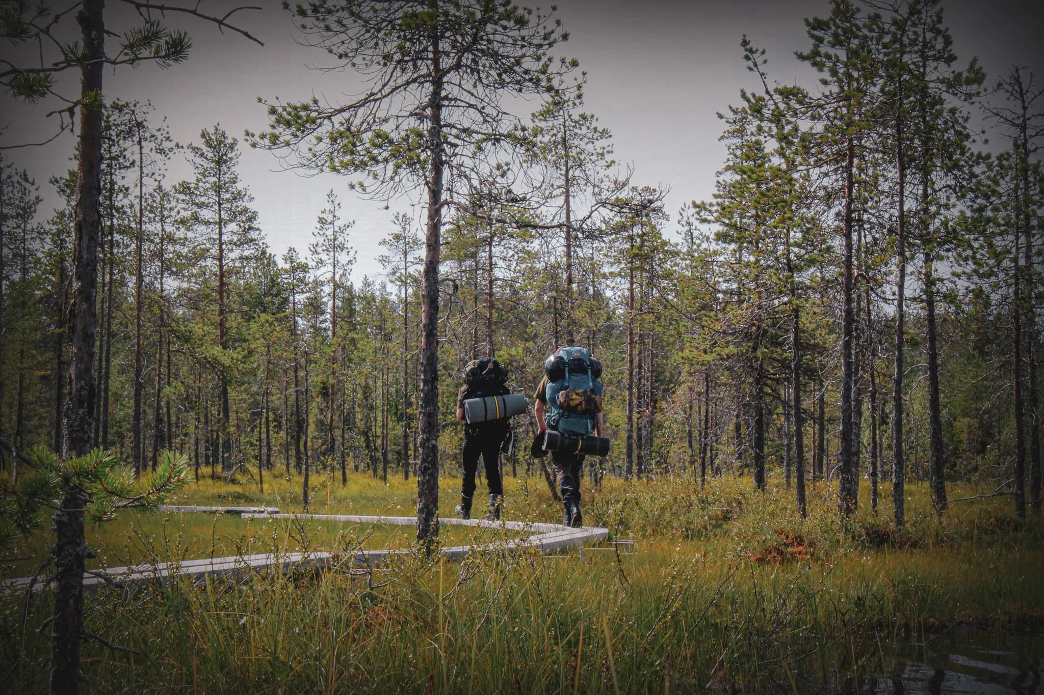 Two hikers carrying rucksacks, walking through a lush forest in Lapland.