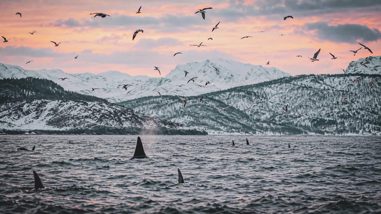 Orcas emerging from the waters of the fjords beneath a colourful twilight sky, surrounded by seagulls.
