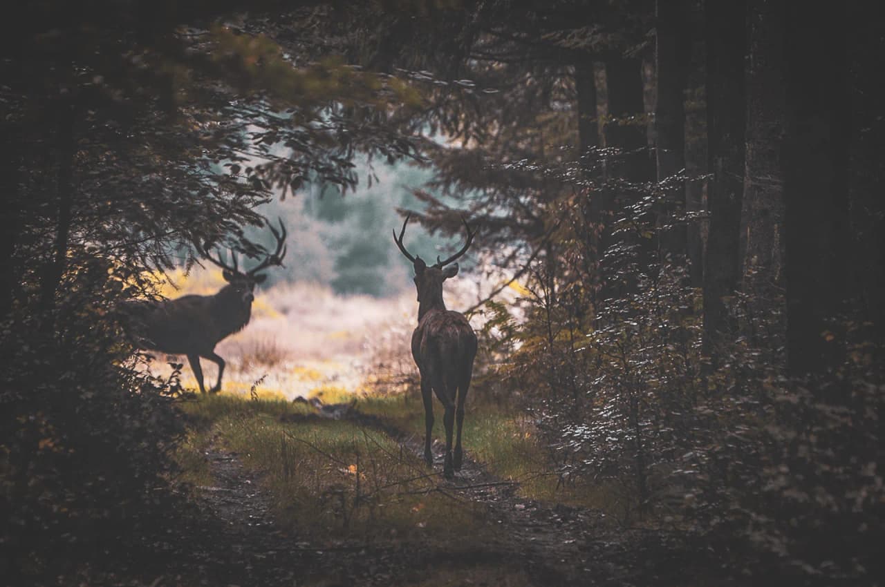 Cerfs majestueux marchant dans une forêt paisible des Vosges, invitation à l'aventure nature.