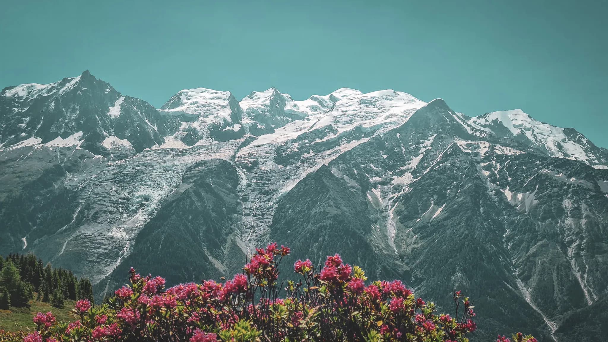 Cime majestueuse du Mont Blanc, entourée de fleurs sauvages vibrantes et d'un ciel azur.